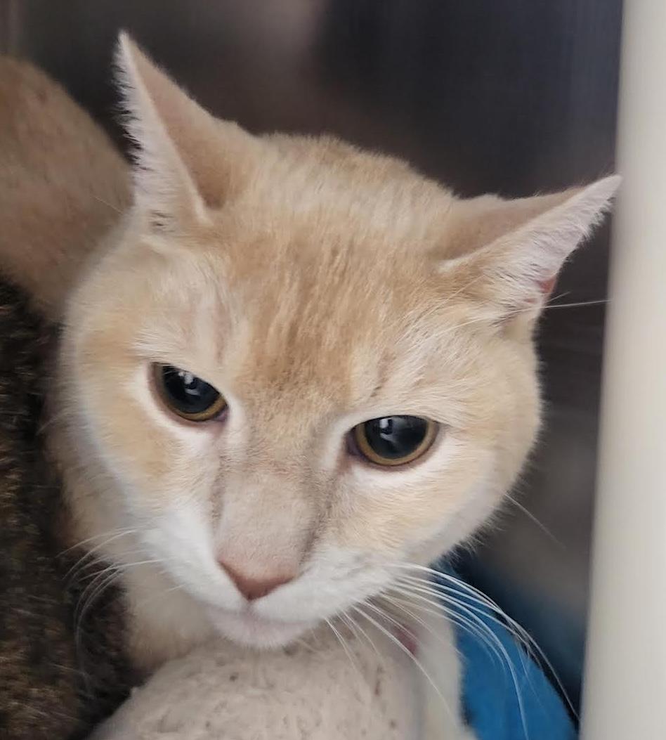 Hunter, an adoptable Domestic Short Hair in Homer, AK image 2/5