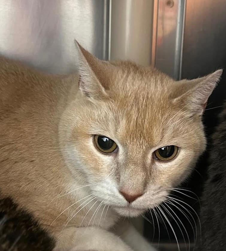 Hunter, an adoptable Domestic Short Hair in Homer, AK image 5/5
