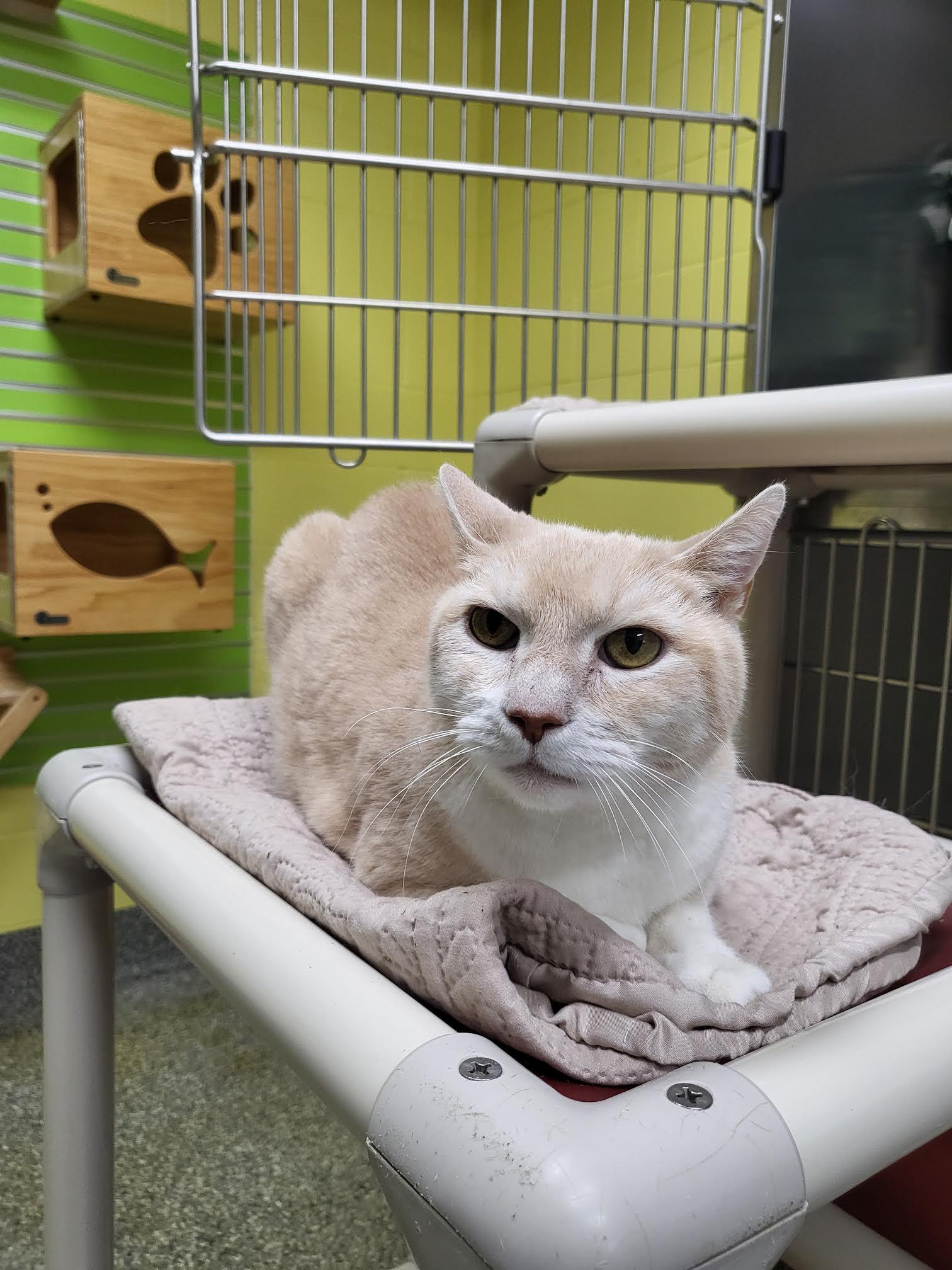 Hunter, an adoptable Domestic Short Hair in Homer, AK image 4/5