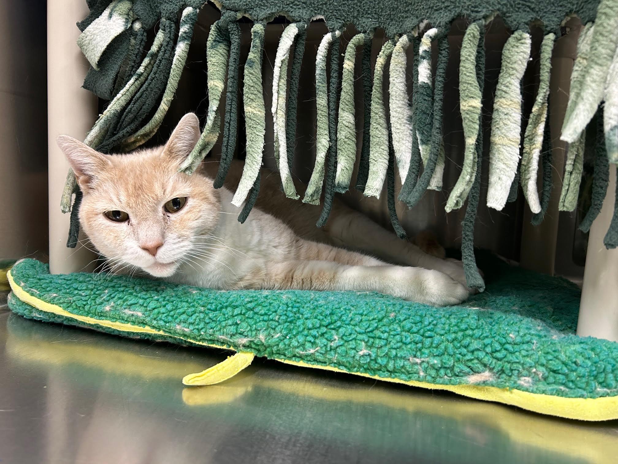Hunter, an adoptable Domestic Short Hair in Homer, AK image 3/5