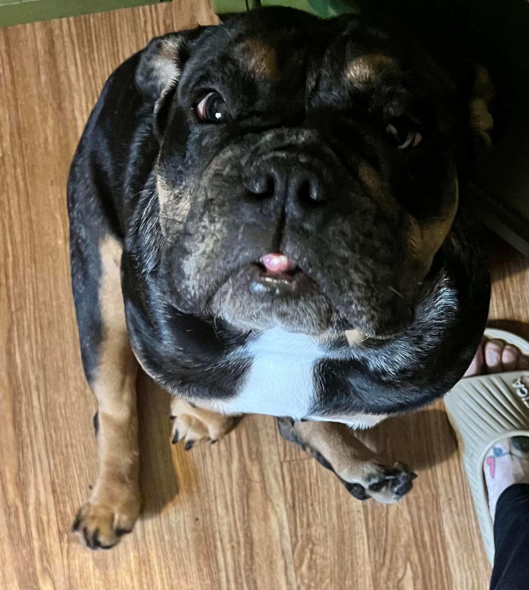 Enlarge Hazel, a Adoptable English Bulldog in Mechanicsburg, PA image 2/6