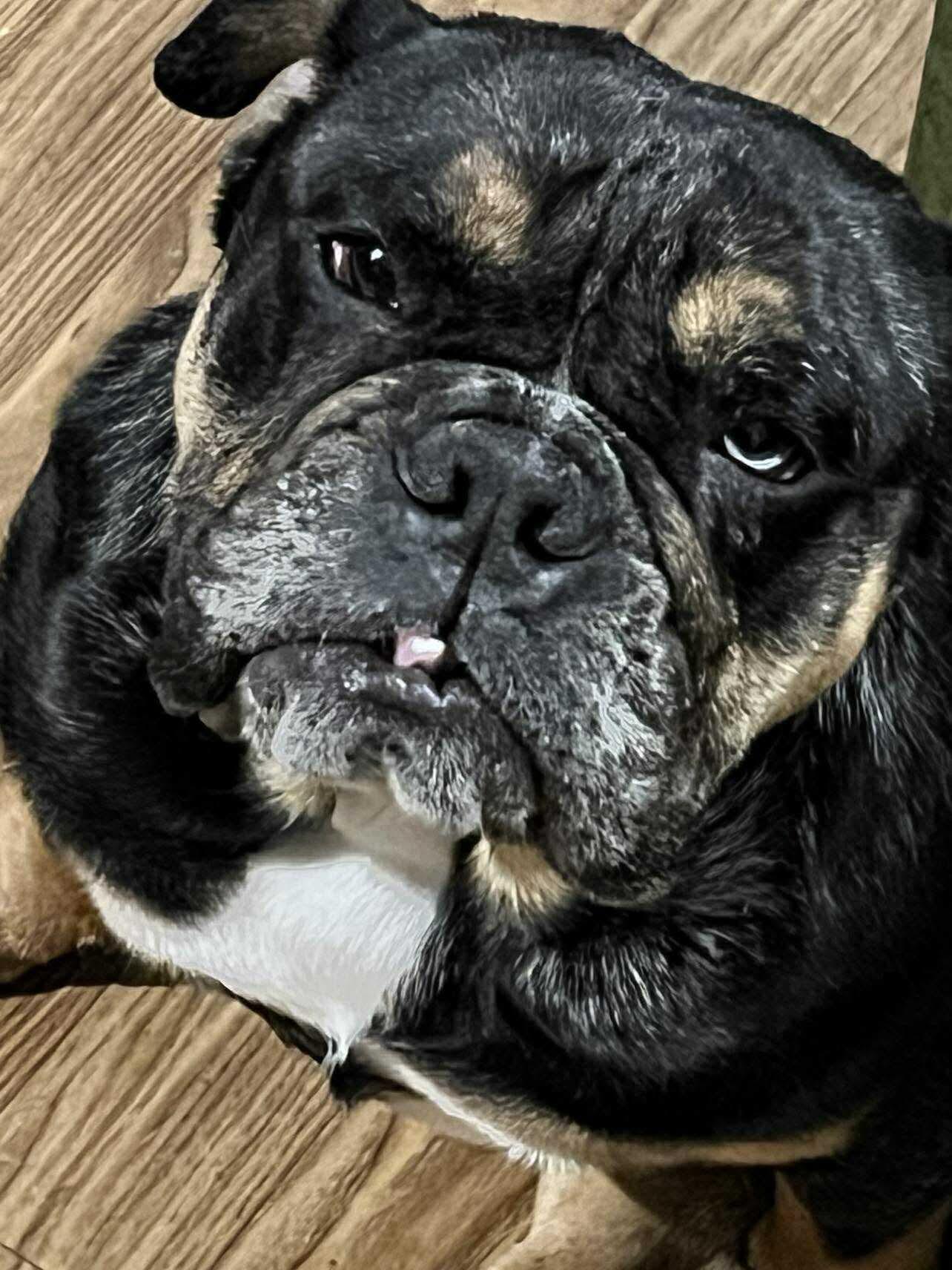 Enlarge Hazel, a Adoptable English Bulldog in Mechanicsburg, PA image 3/6