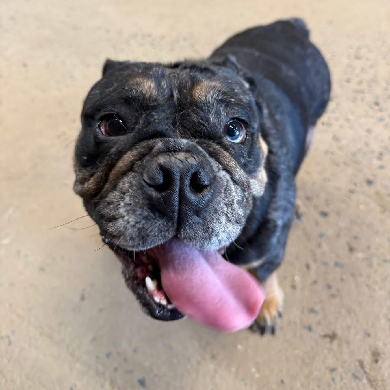 Hazel, Adoptable, Adult Female English Bulldog.