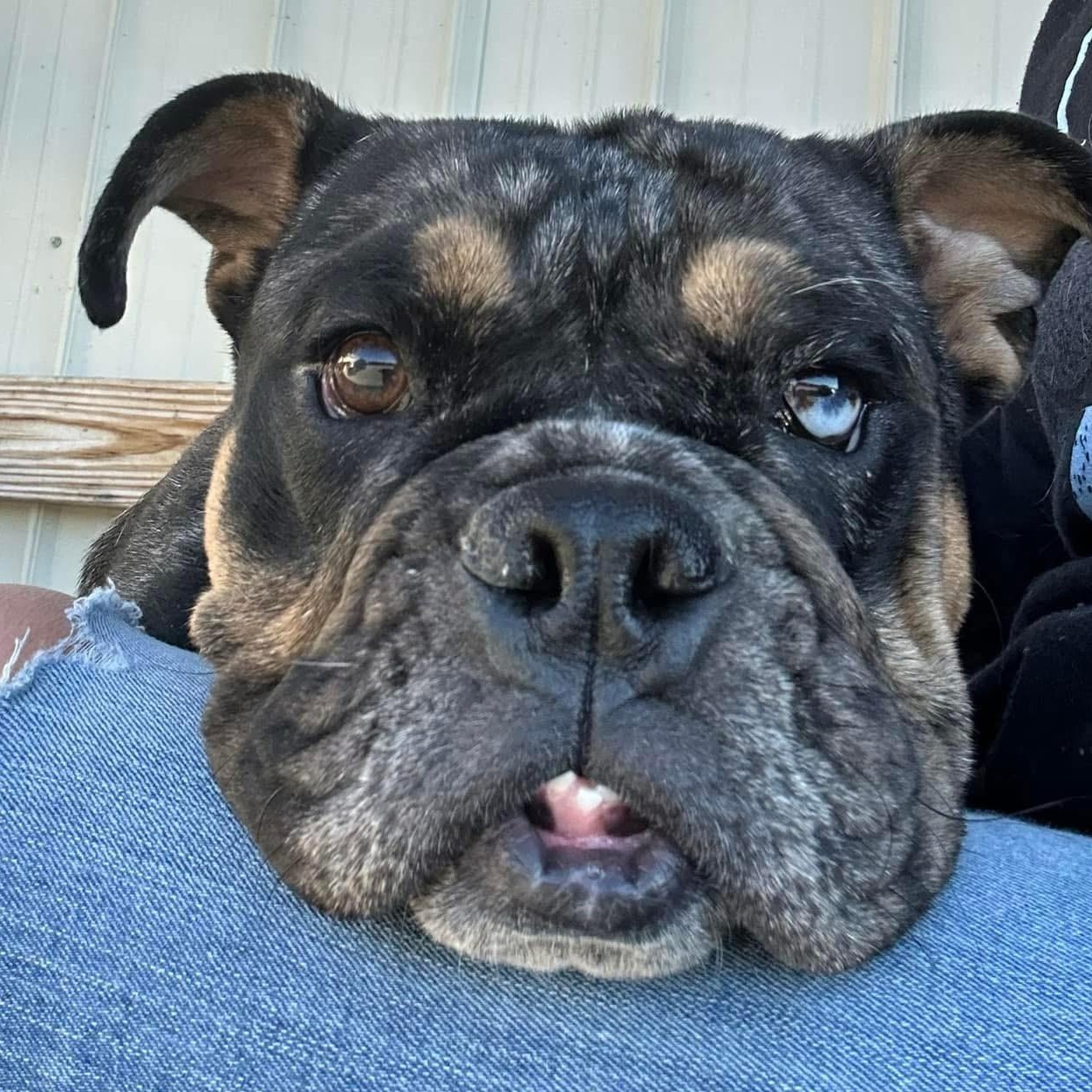 Enlarge Hazel, a Adoptable English Bulldog in Mechanicsburg, PA image 1/6
