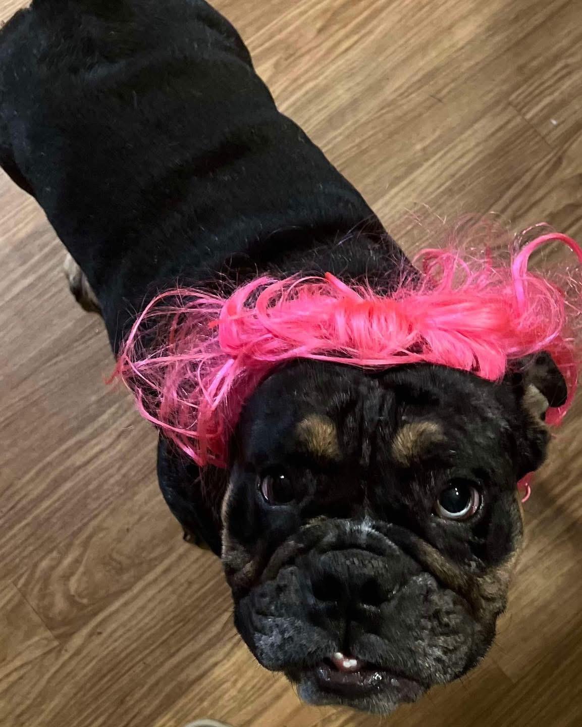 Enlarge Hazel, a Adoptable English Bulldog in Mechanicsburg, PA image 4/6