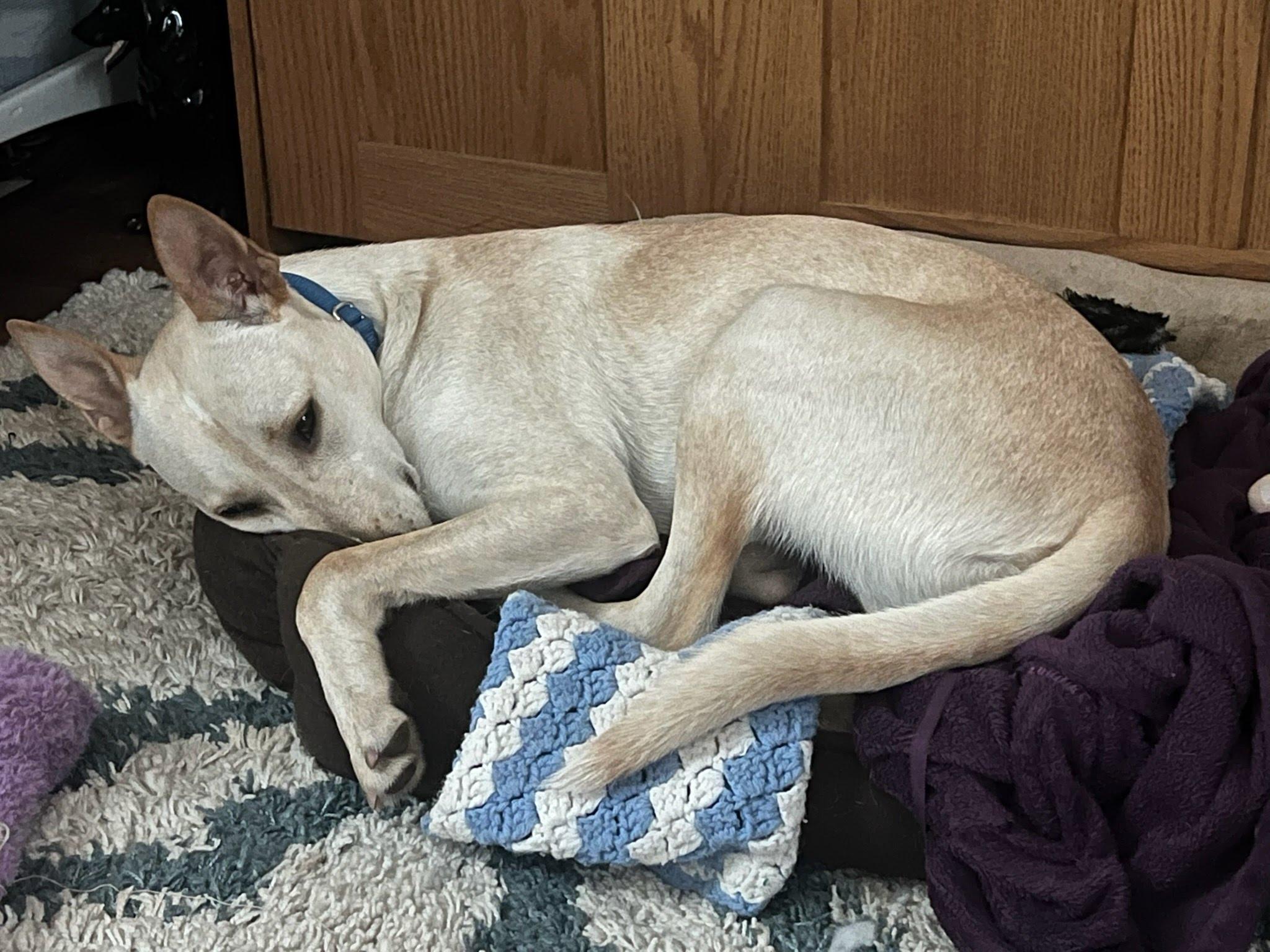 Enlarge Hunter, a Adoptable mixed breed in Hopkinton, MA image 6/6