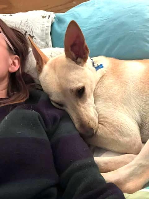 Enlarge Hunter, a Adoptable mixed breed in Hopkinton, MA image 2/6