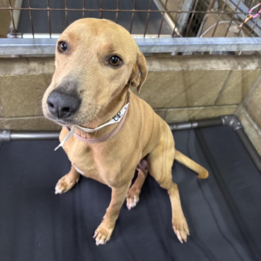 Reyna, a Adoptable mixed breed in Floresville, TX image 1/3