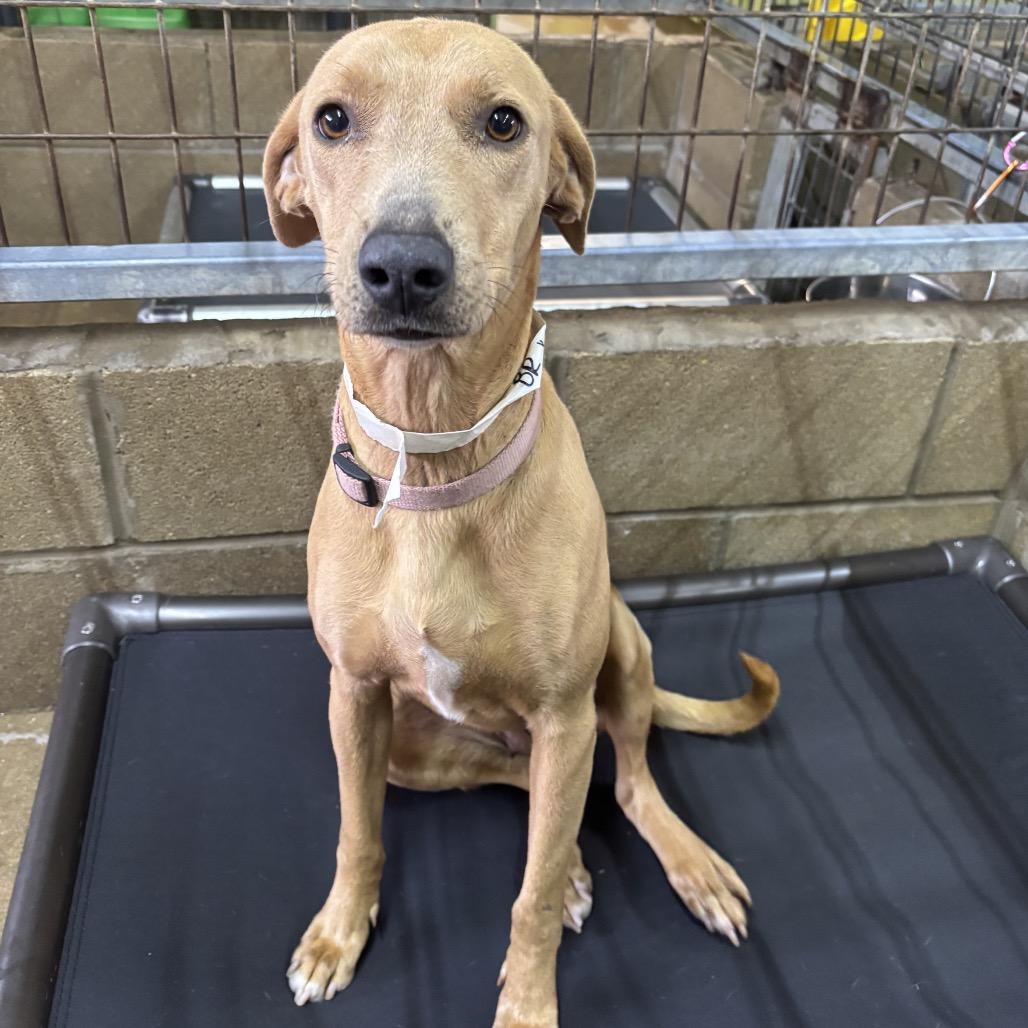 Reyna, a Adoptable mixed breed in Floresville, TX image 2/3