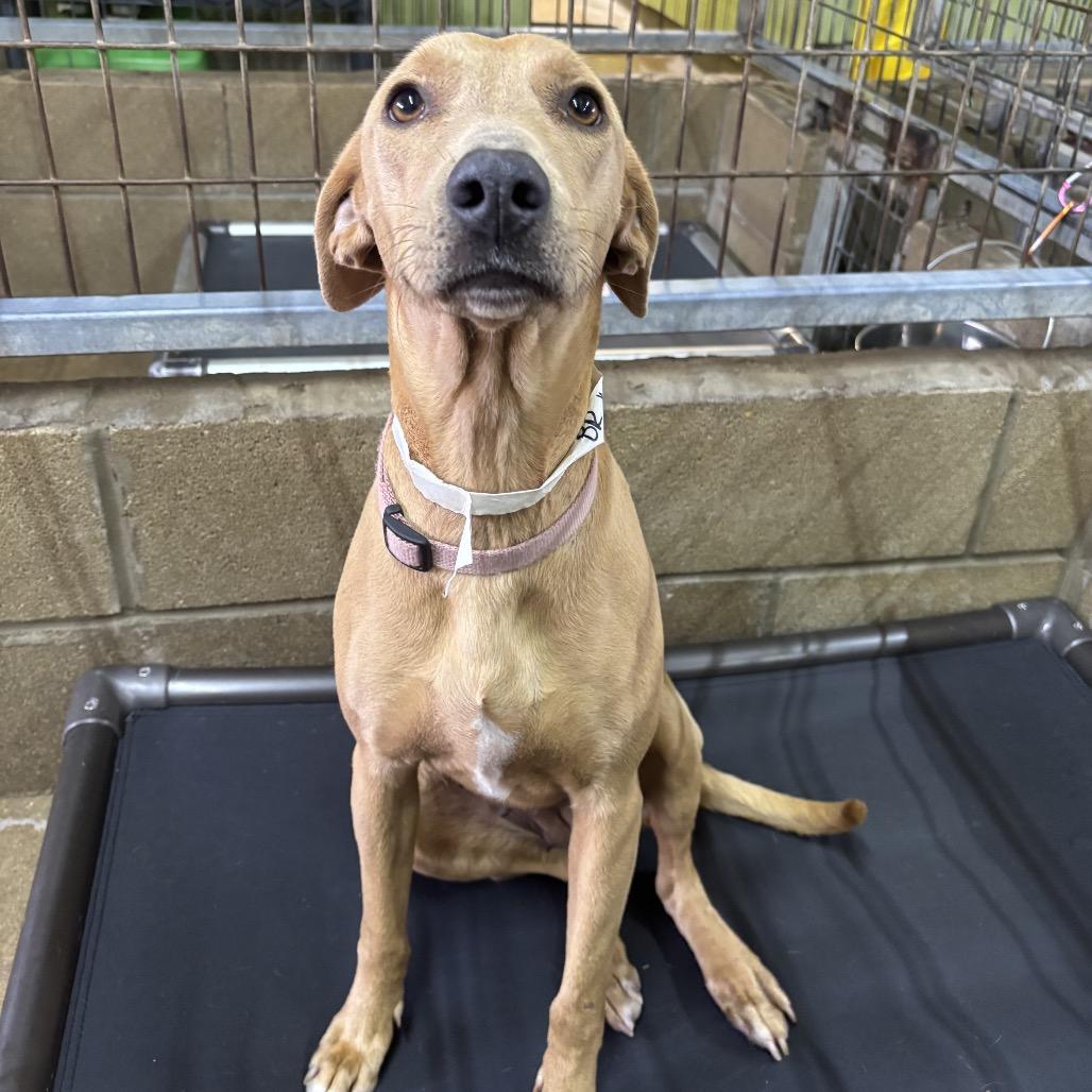 Reyna, a Adoptable mixed breed in Floresville, TX image 3/3
