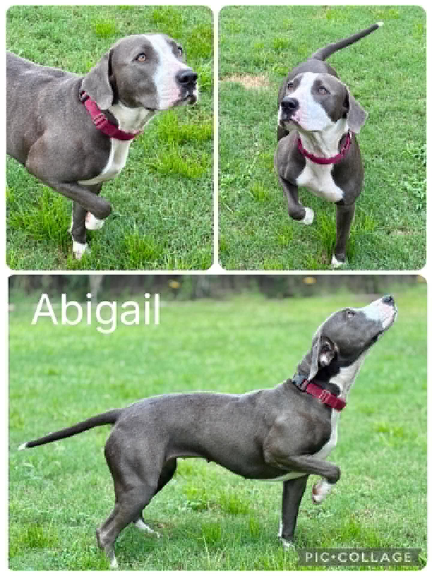 Abigail, ADOPTABLE, Young Female Labrador Retriever & Pit Bull Terrier.