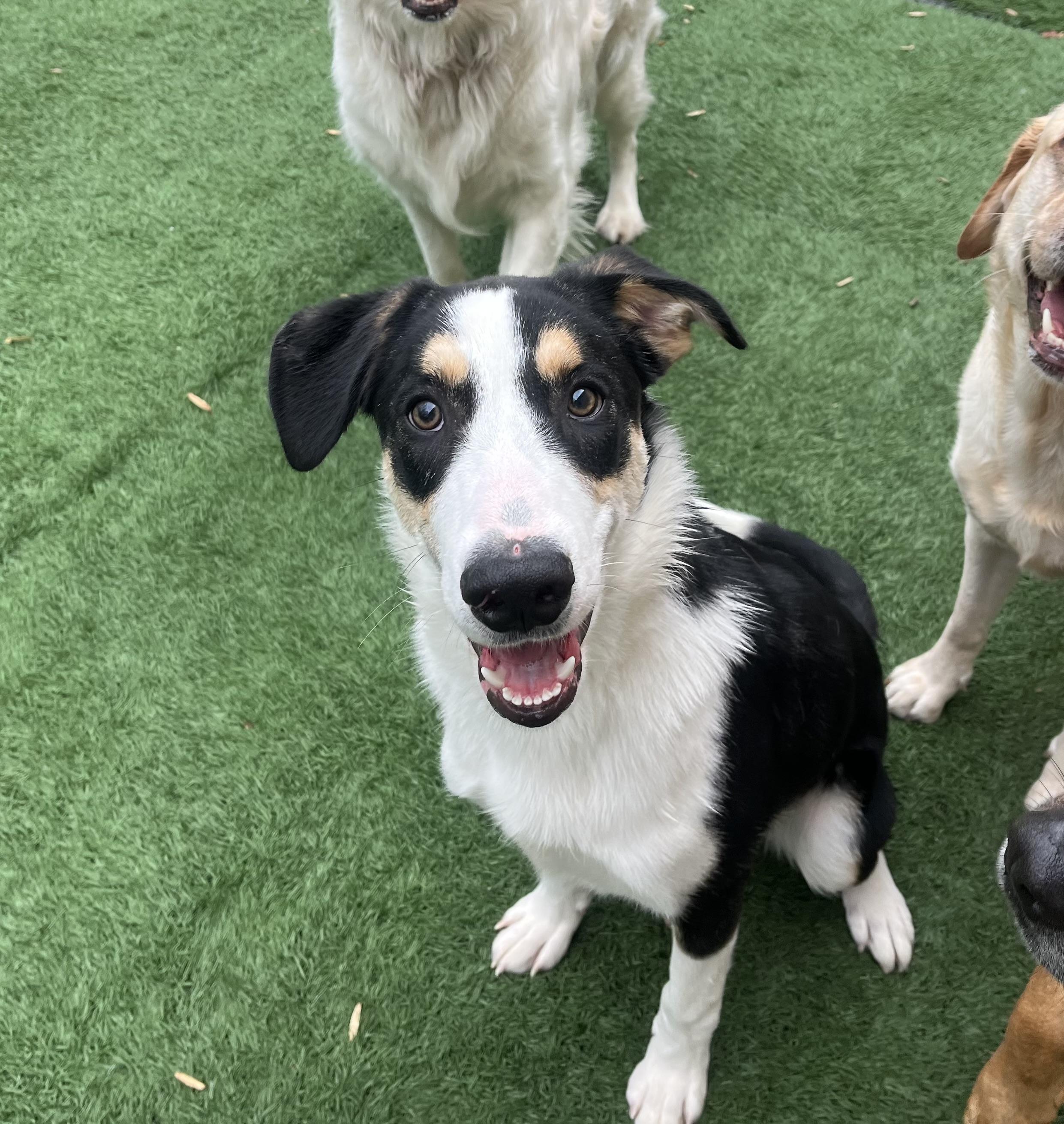 Miller, Adopted, Young Male Mixed Breed.