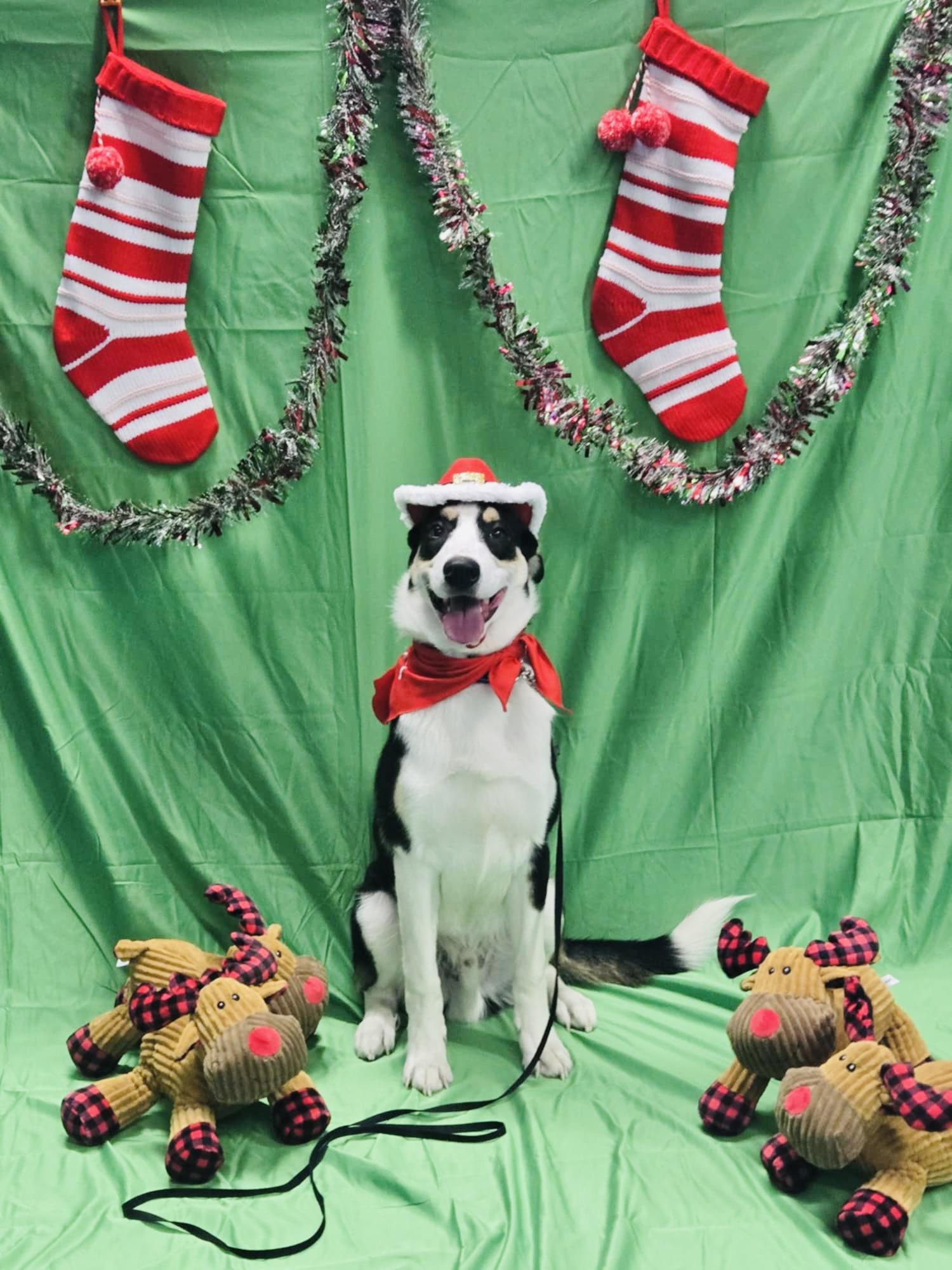 Enlarge Miller, a Adopted Mixed Breed in Sykesville, MD image 3/3