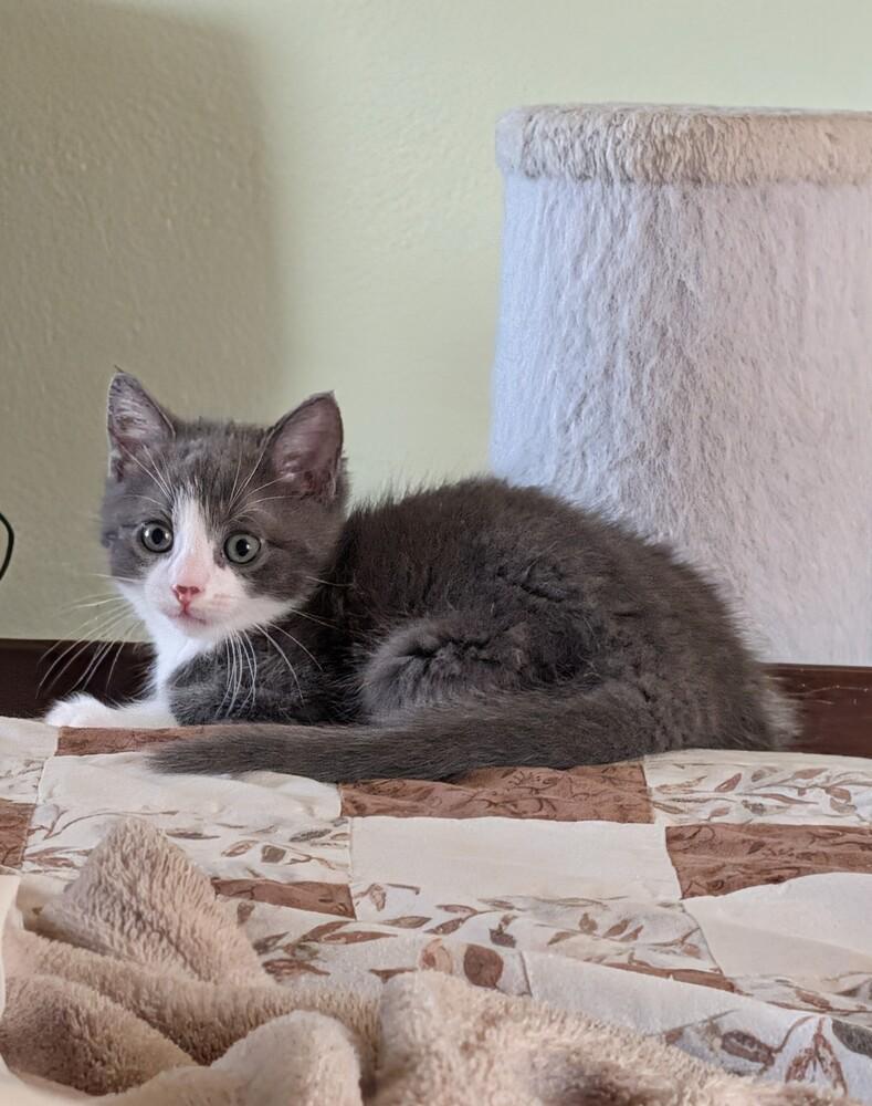 Enlarge Thunder, a Adoptable Domestic Medium Hair in Westfield, WI image 1/1