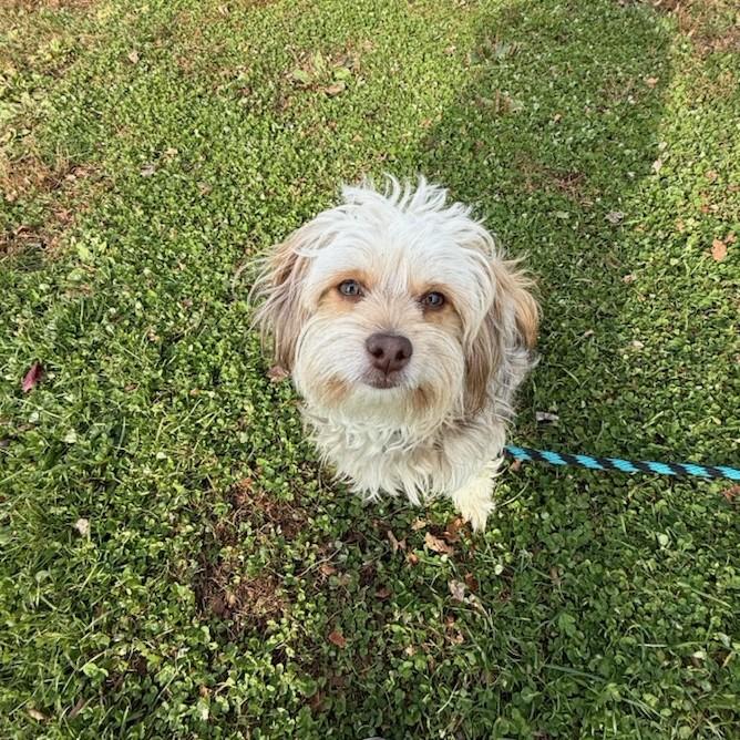 Enlarge Stevie, an adoptable mixed breed in Phoenixville, PA image 5/6