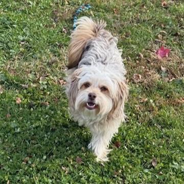 Enlarge Stevie, an adoptable mixed breed in Phoenixville, PA image 6/6