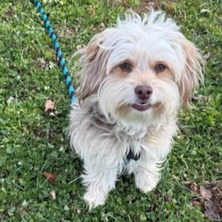 Enlarge Stevie, an adoptable mixed breed in Phoenixville, PA image 2/6