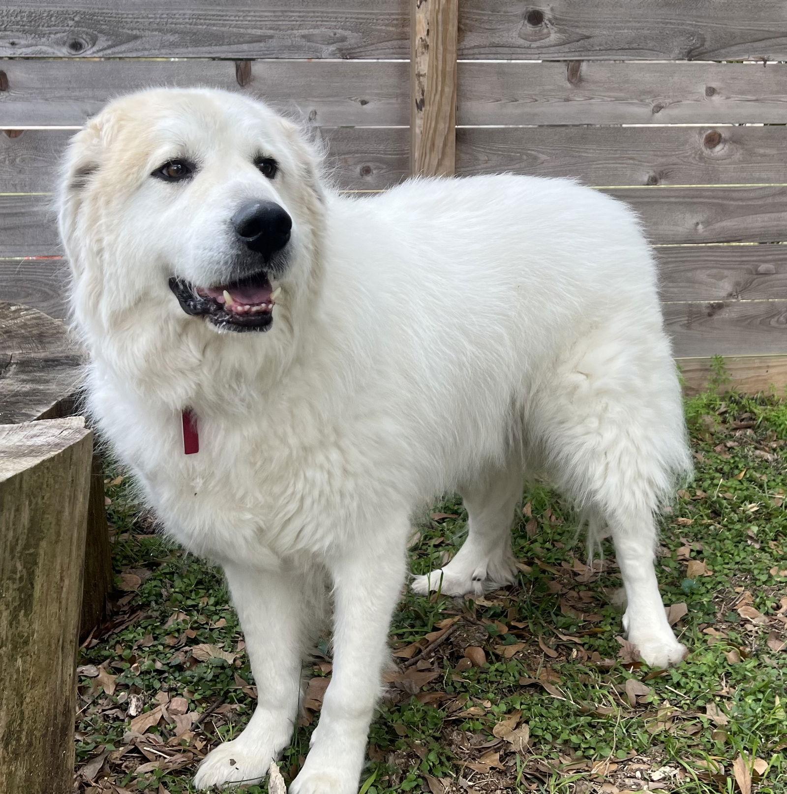 Garvey — thumbnail 4