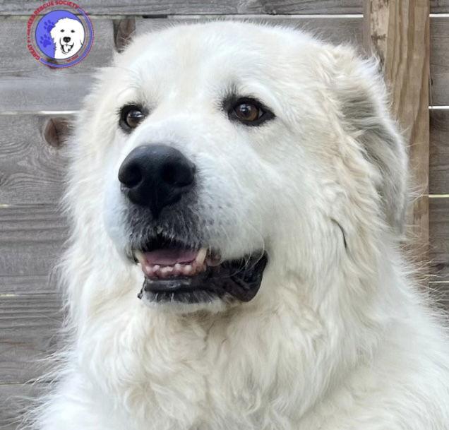 Garvey — thumbnail 5