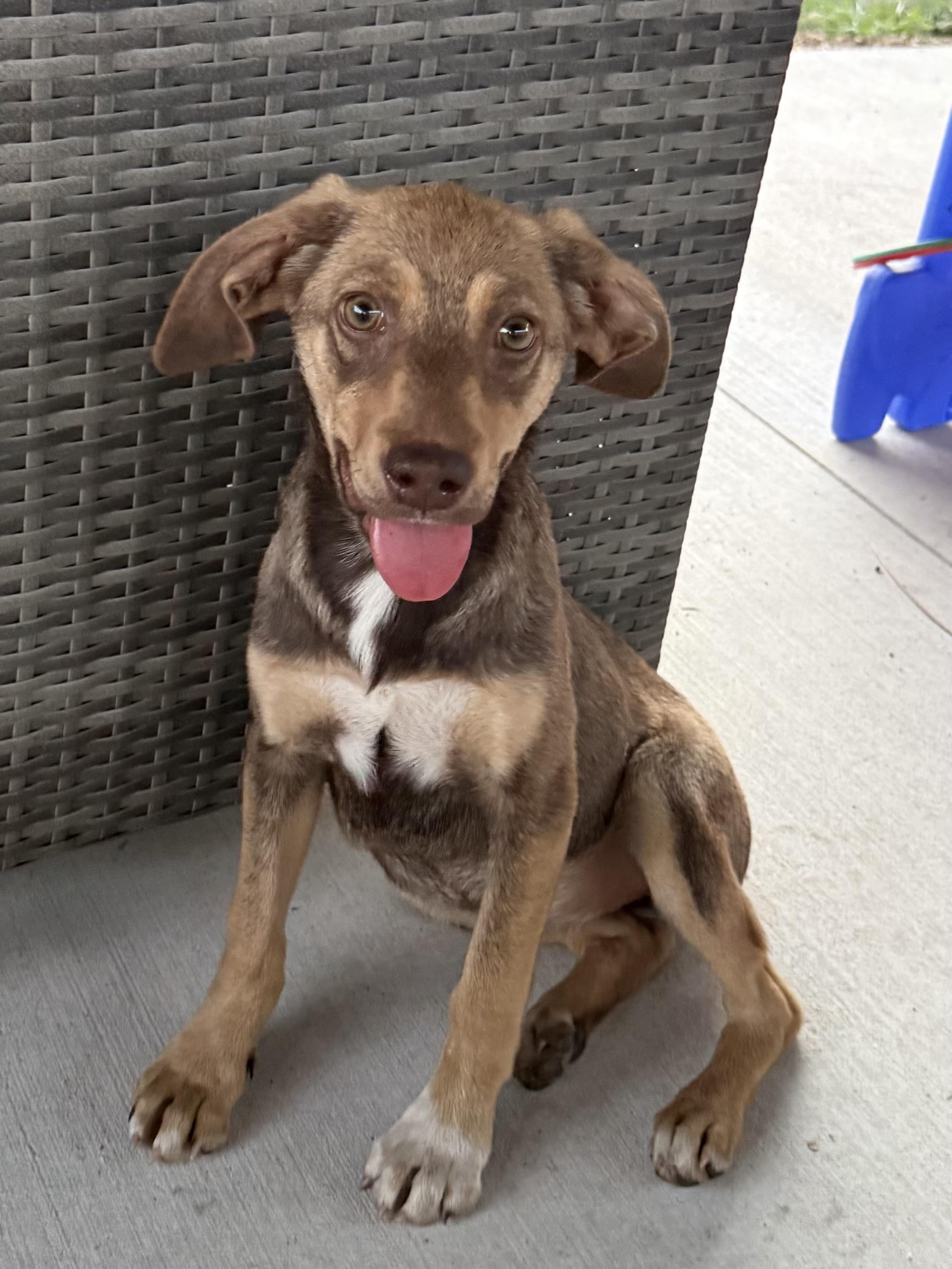 Raya, ADOPTABLE, Puppy Female Catahoula Leopard Dog & Australian Kelpie.