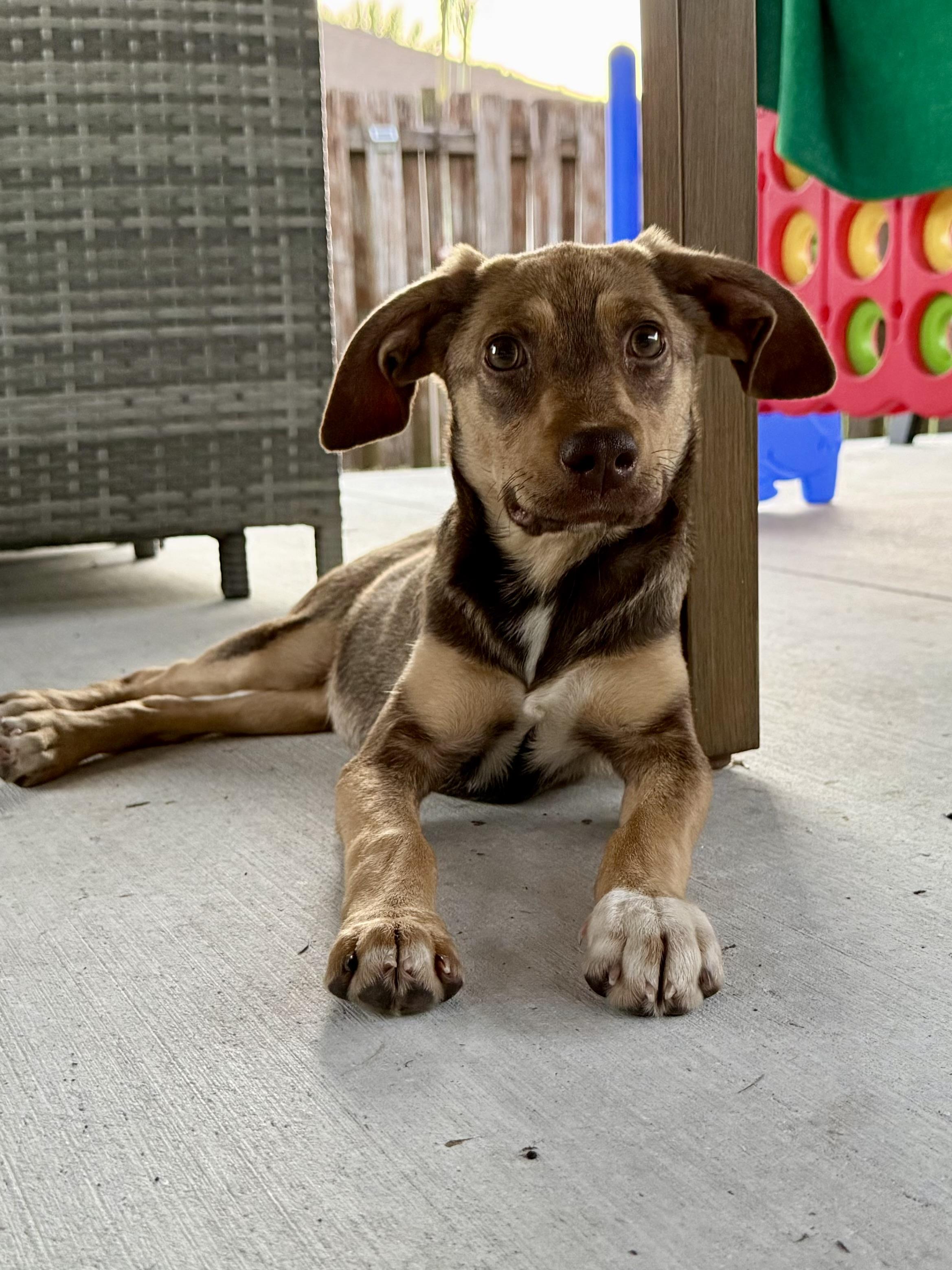 Raya, a ADOPTABLE mixed breed in Port Saint Lucie, FL image 2/2