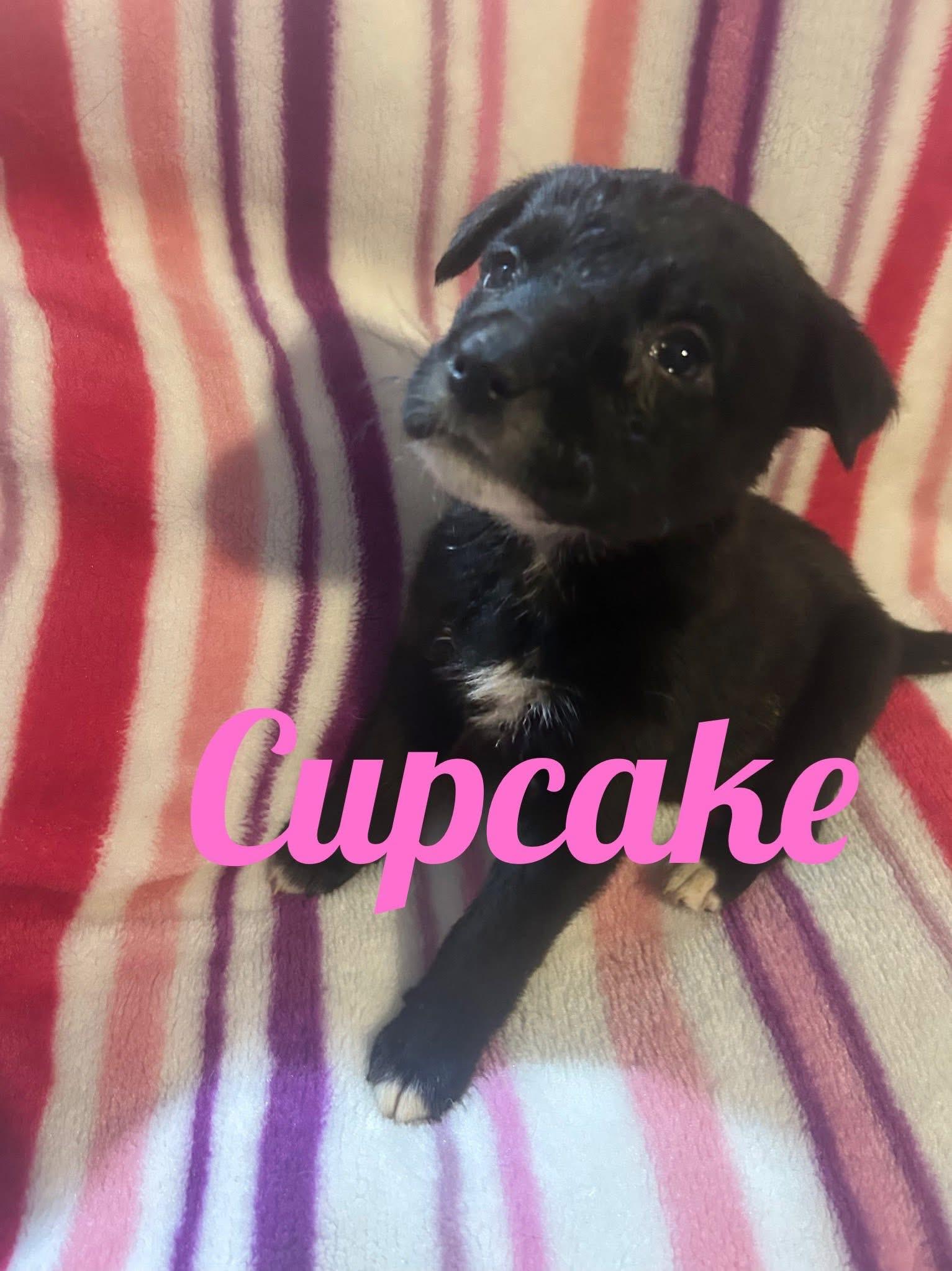 Enlarge SweetTreats-Cupcake, a Adopted mixed breed in Hardin, MT image 1/1