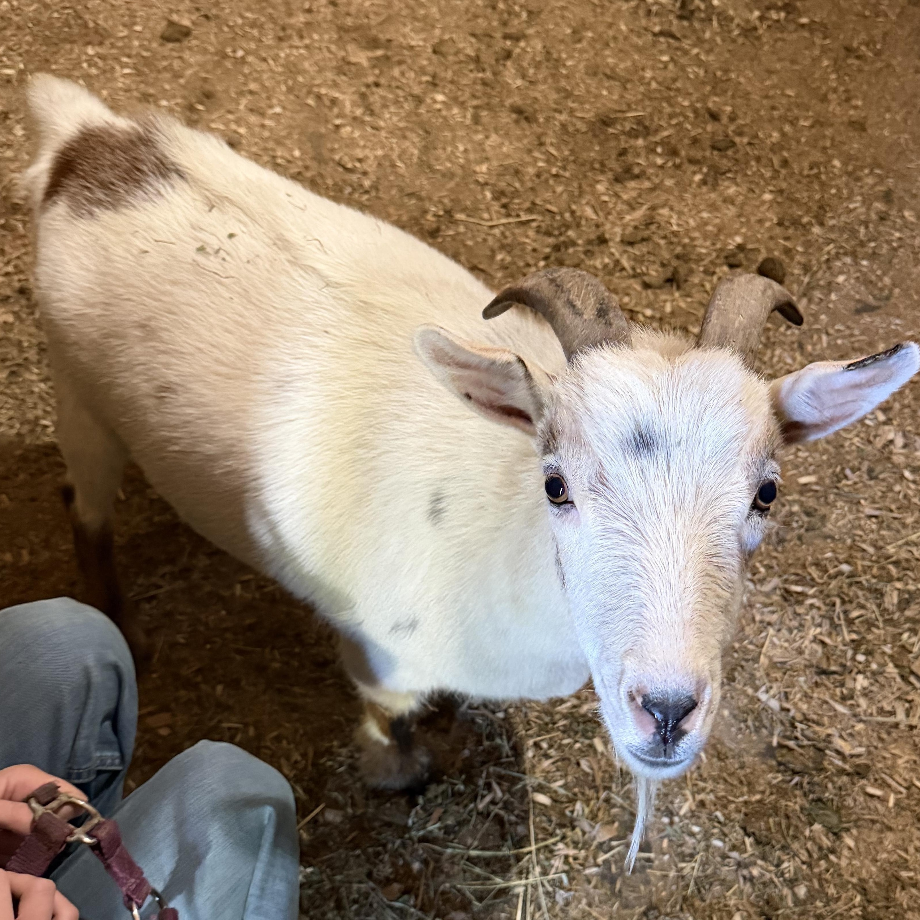 Enlarge Bubbles, a Adopted Nigerian Dwarf in Ravenna, OH image 1/1
