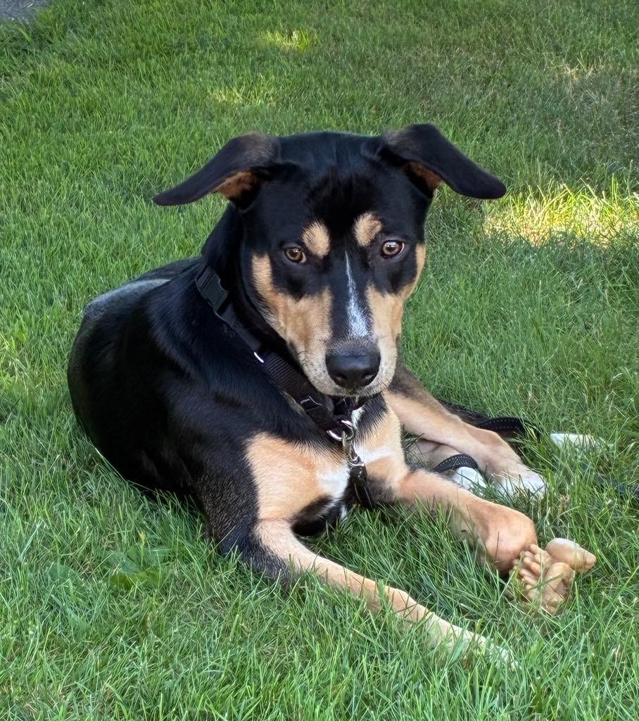 Jerry, ADOPTABLE, Adult Male Mixed Breed.