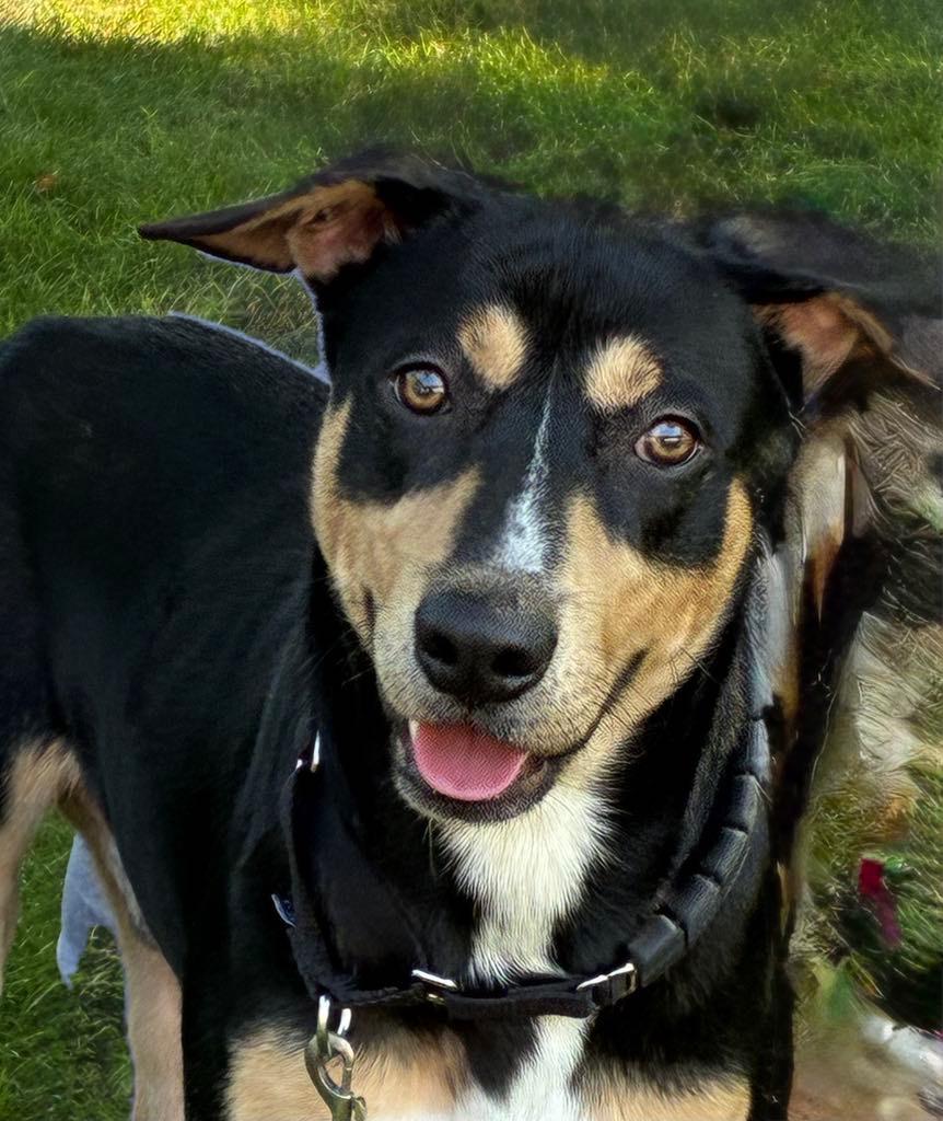 Jerry, a ADOPTABLE Mixed Breed in Vassalboro, ME image 2/3