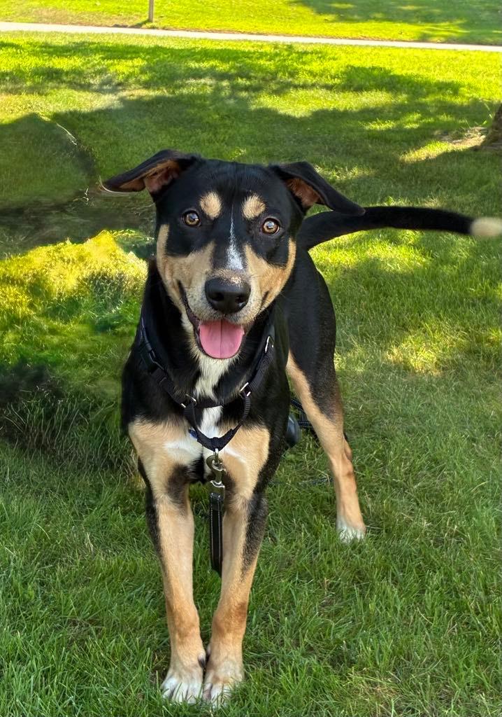 Jerry, a ADOPTABLE Mixed Breed in Vassalboro, ME image 3/3