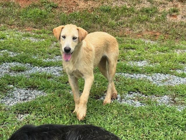 Enlarge Simba, a ADOPTABLE Shepherd in Maryville, TN image 2/3