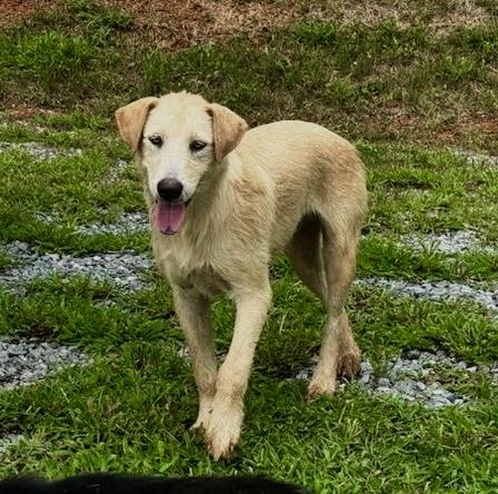 Enlarge Simba, a ADOPTABLE Shepherd in Maryville, TN image 1/3