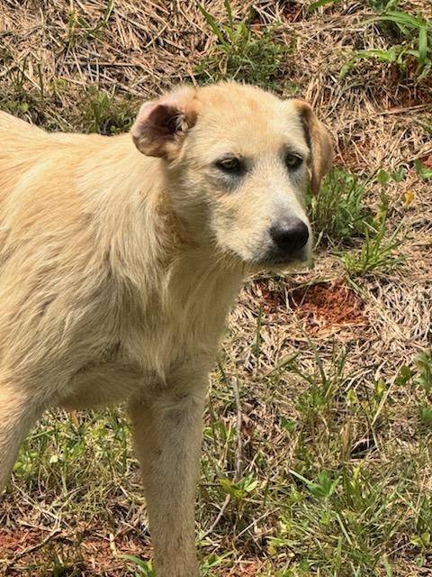 Enlarge Simba, a ADOPTABLE Shepherd in Maryville, TN image 3/3