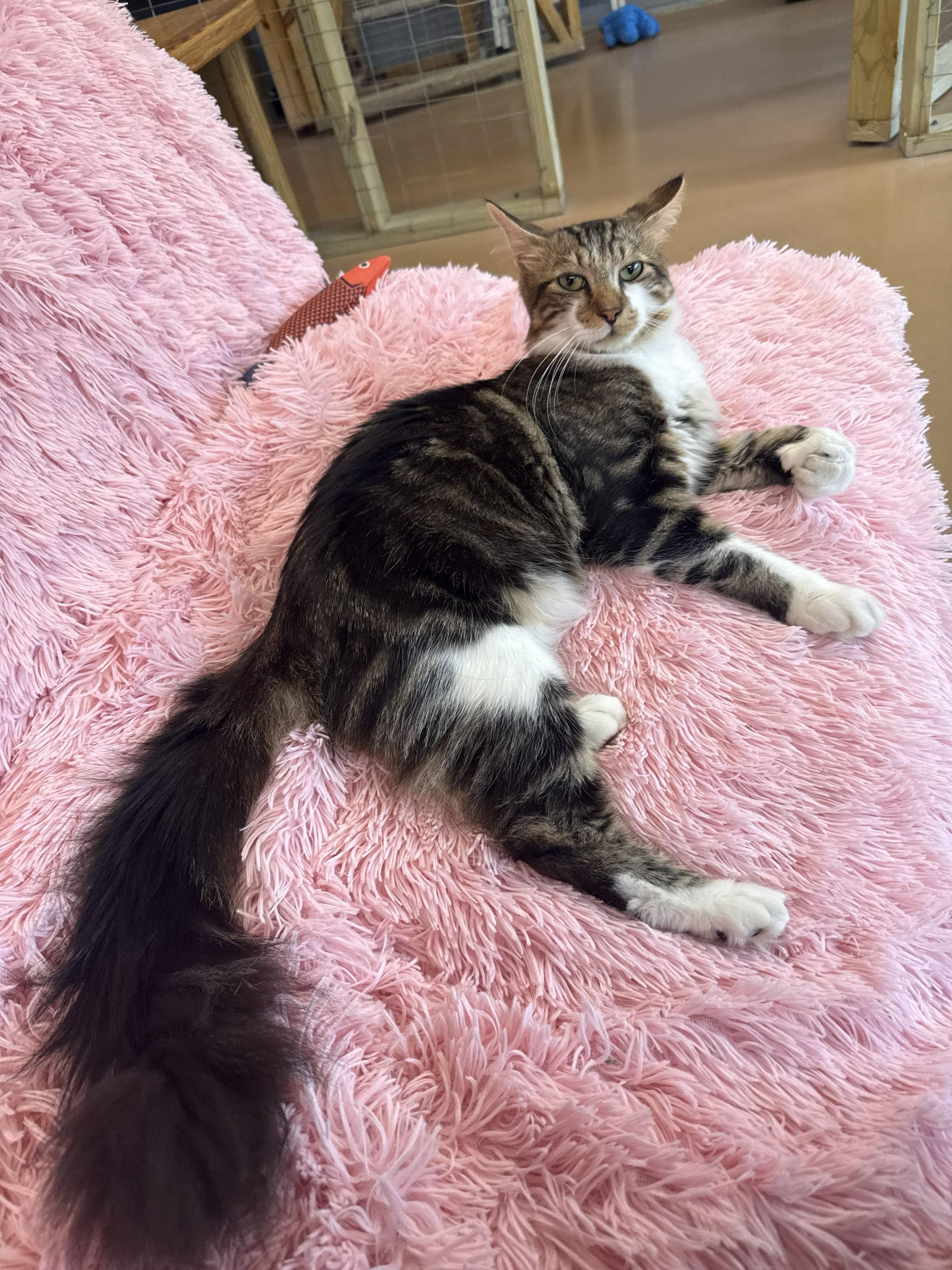Hemingway, an adopted Domestic Long Hair in Bethesda, MD image 4/5