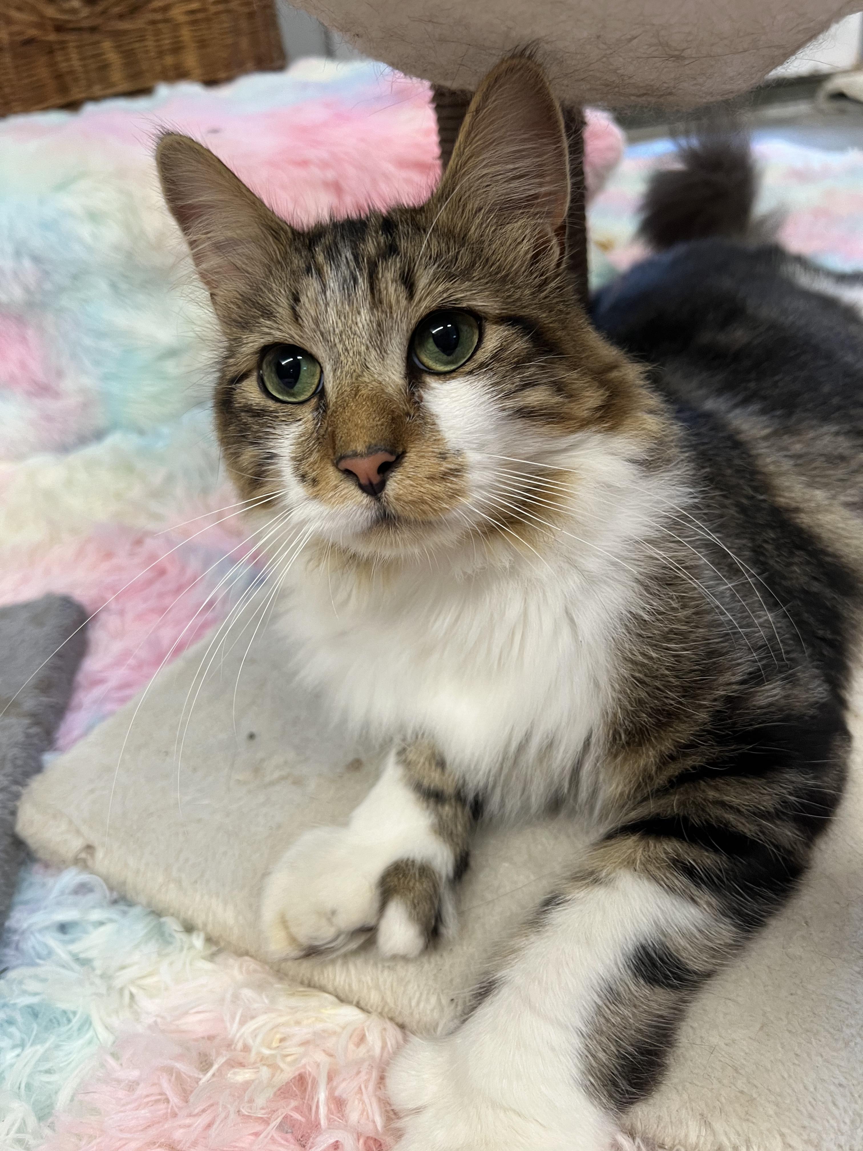 Hemingway, adopted, Young Male Domestic Long Hair.