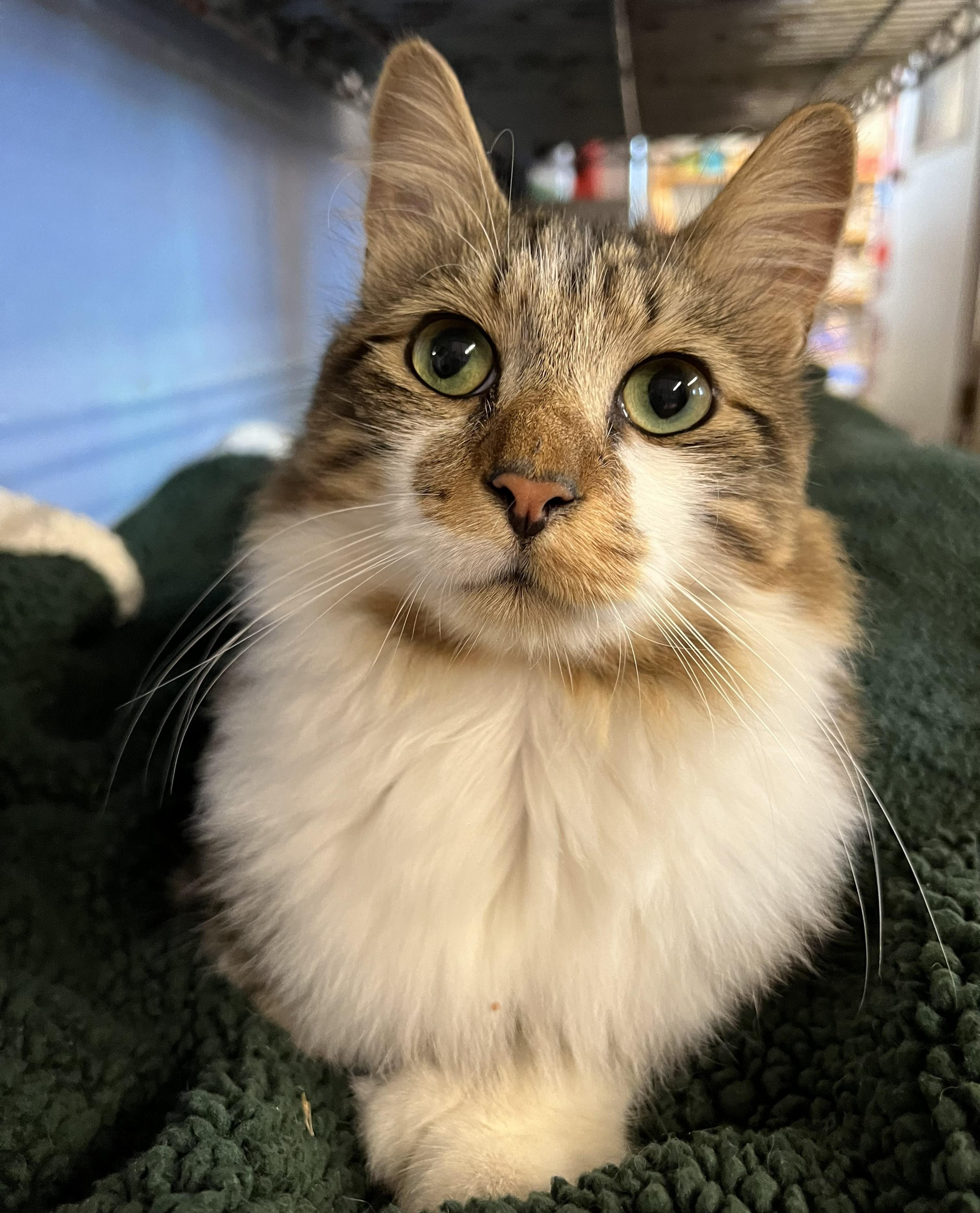Hemingway, an adopted Domestic Long Hair in Bethesda, MD image 2/5
