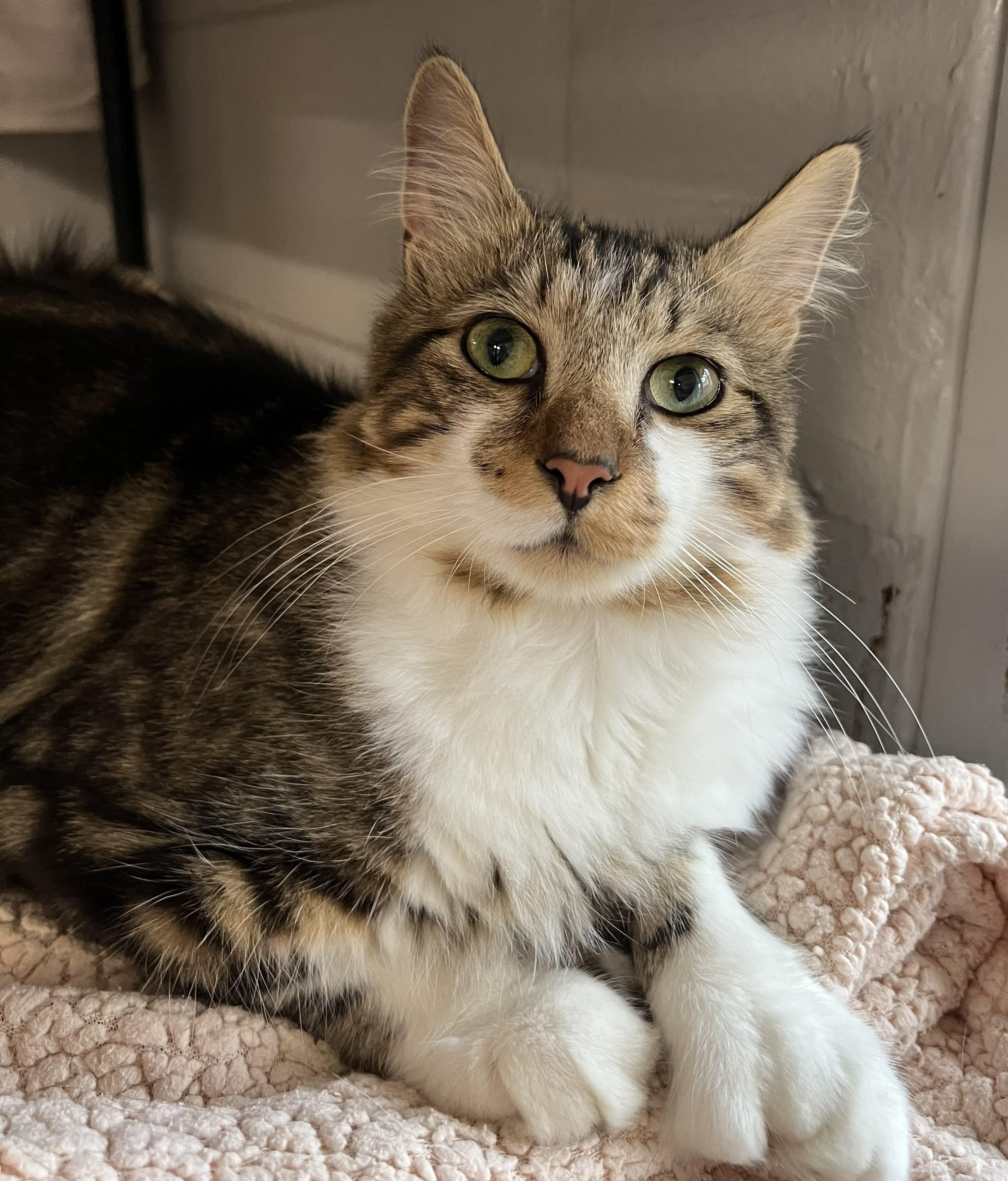 Hemingway, an adopted Domestic Long Hair in Bethesda, MD image 3/5