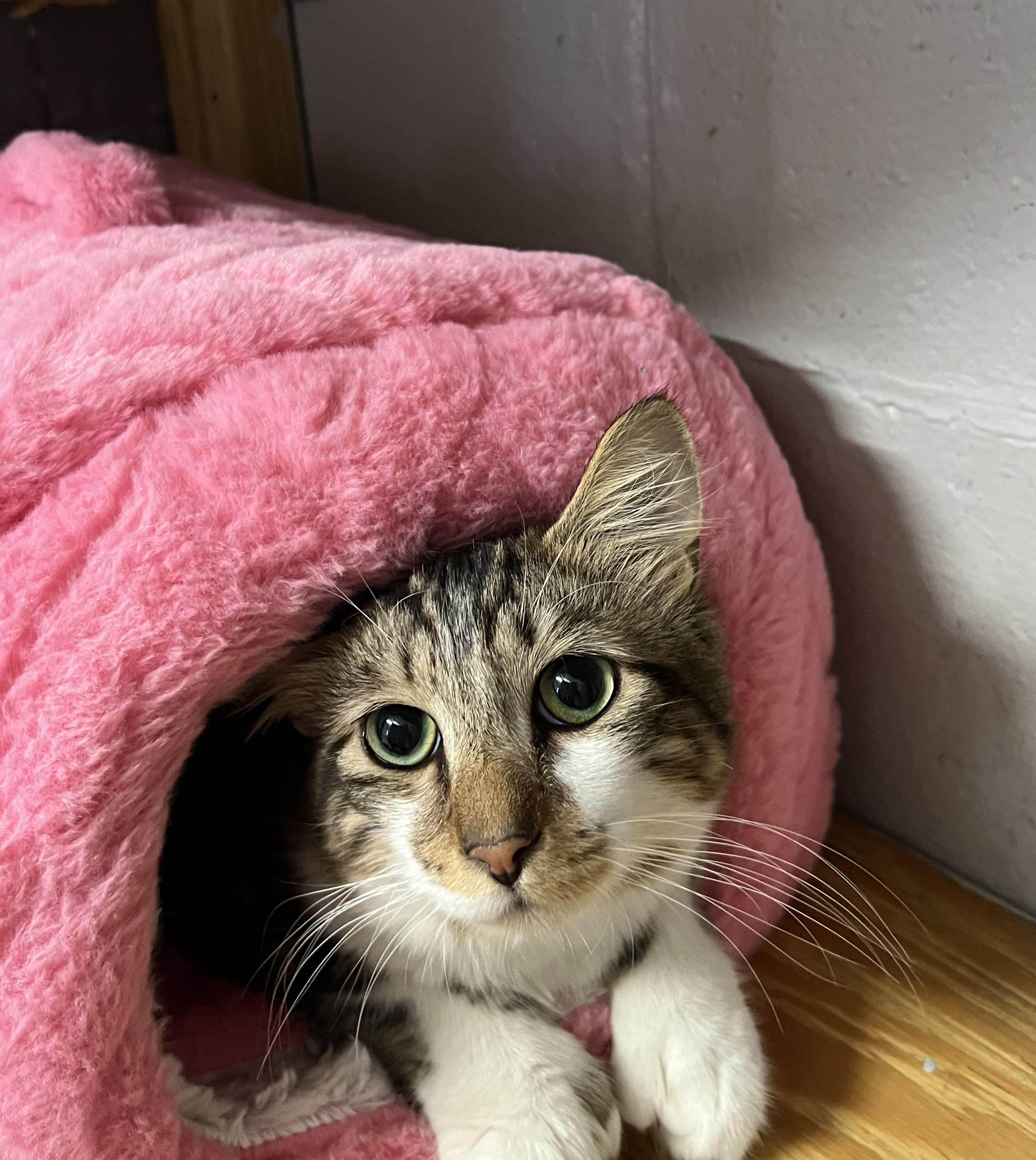 Hemingway, an adopted Domestic Long Hair in Bethesda, MD image 5/5