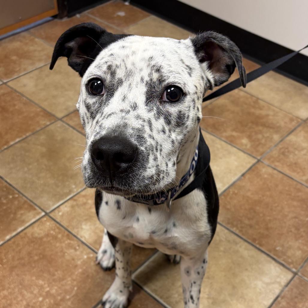 Enlarge FWT Pepper, a Adoptable mixed breed in Midland, TX image 1/1