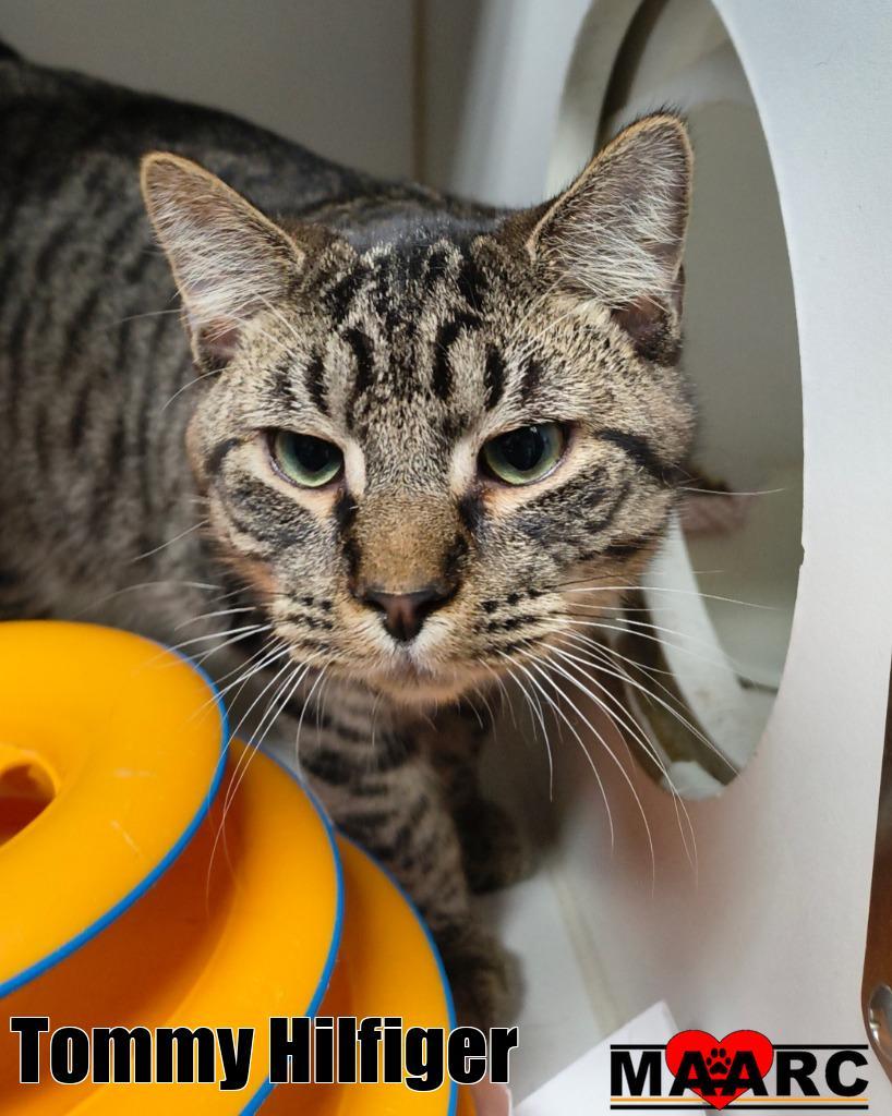 Tommy Hilfiger, Adoptable, Kitten Male Domestic Short Hair.