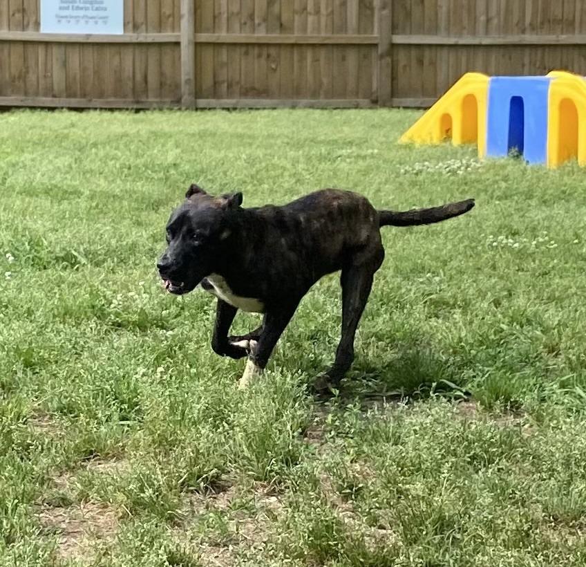 Enlarge Radley, a Adoptable Labrador Retriever in Little Rock, AR image 2/2