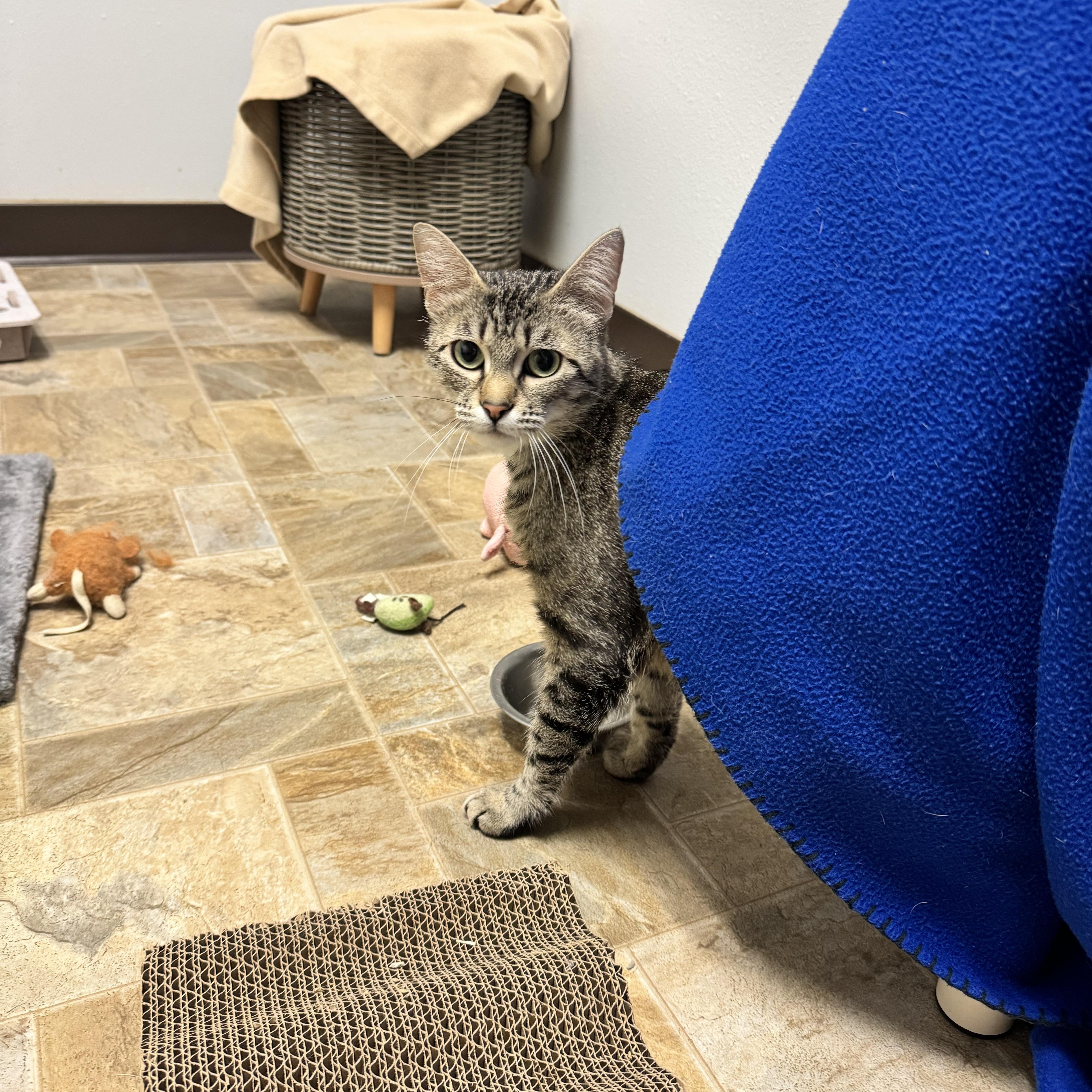 Sunset, a ADOPTABLE Domestic Short Hair in Dodgeville, WI image 4/4