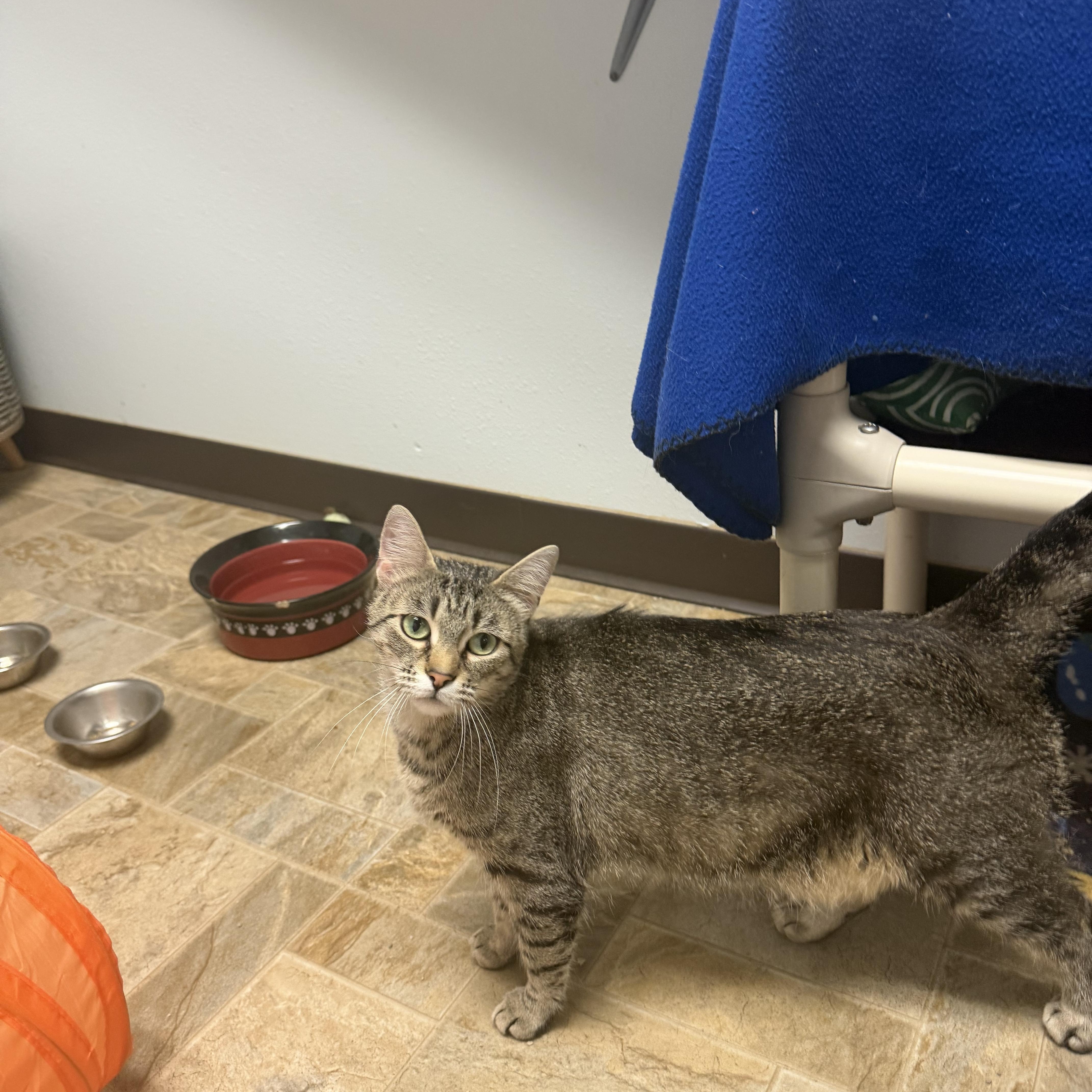 Sunset, a ADOPTABLE Domestic Short Hair in Dodgeville, WI image 2/4