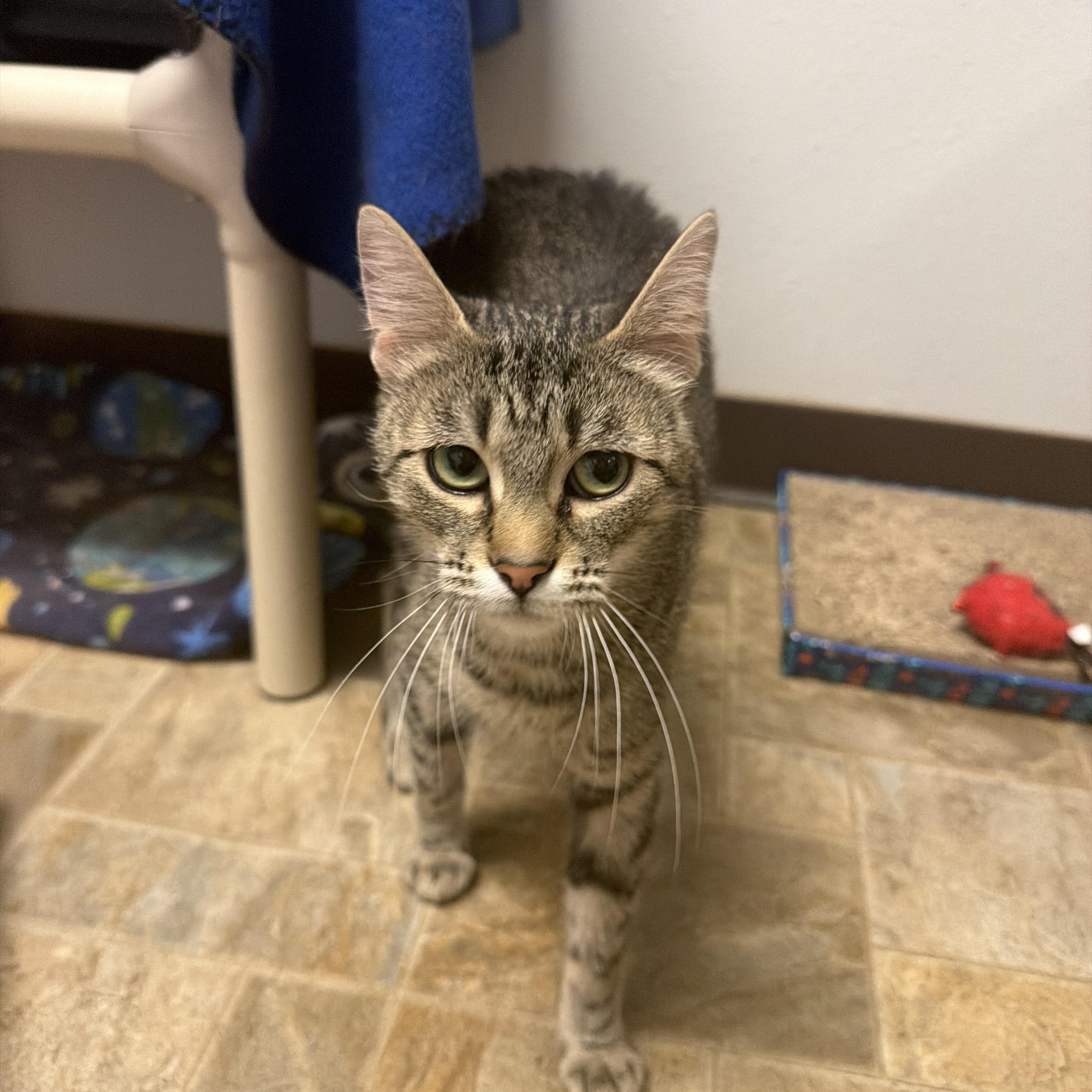 Sunset, a ADOPTABLE Domestic Short Hair in Dodgeville, WI image 1/4