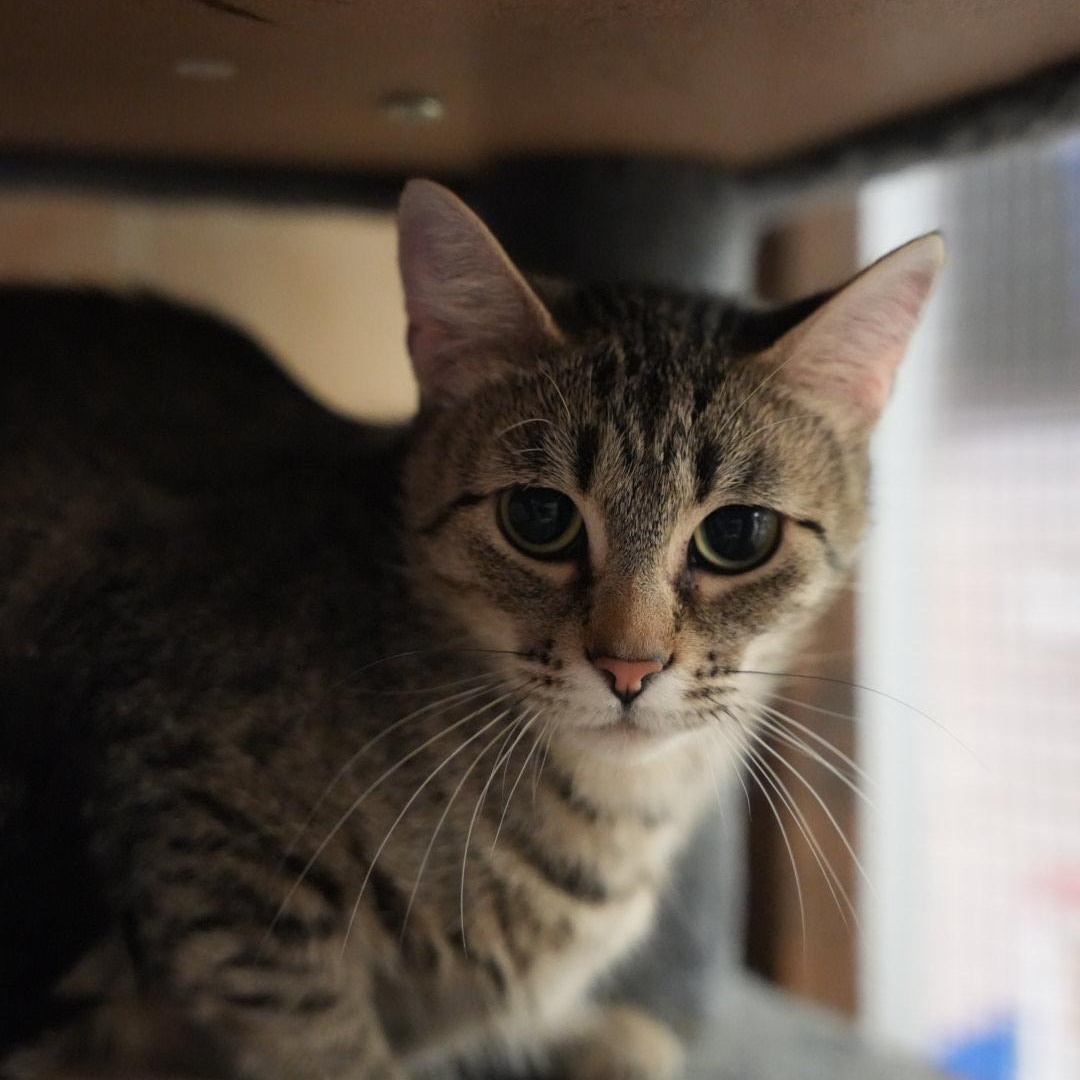 Sunset, ADOPTABLE, Adult Female Domestic Short Hair.