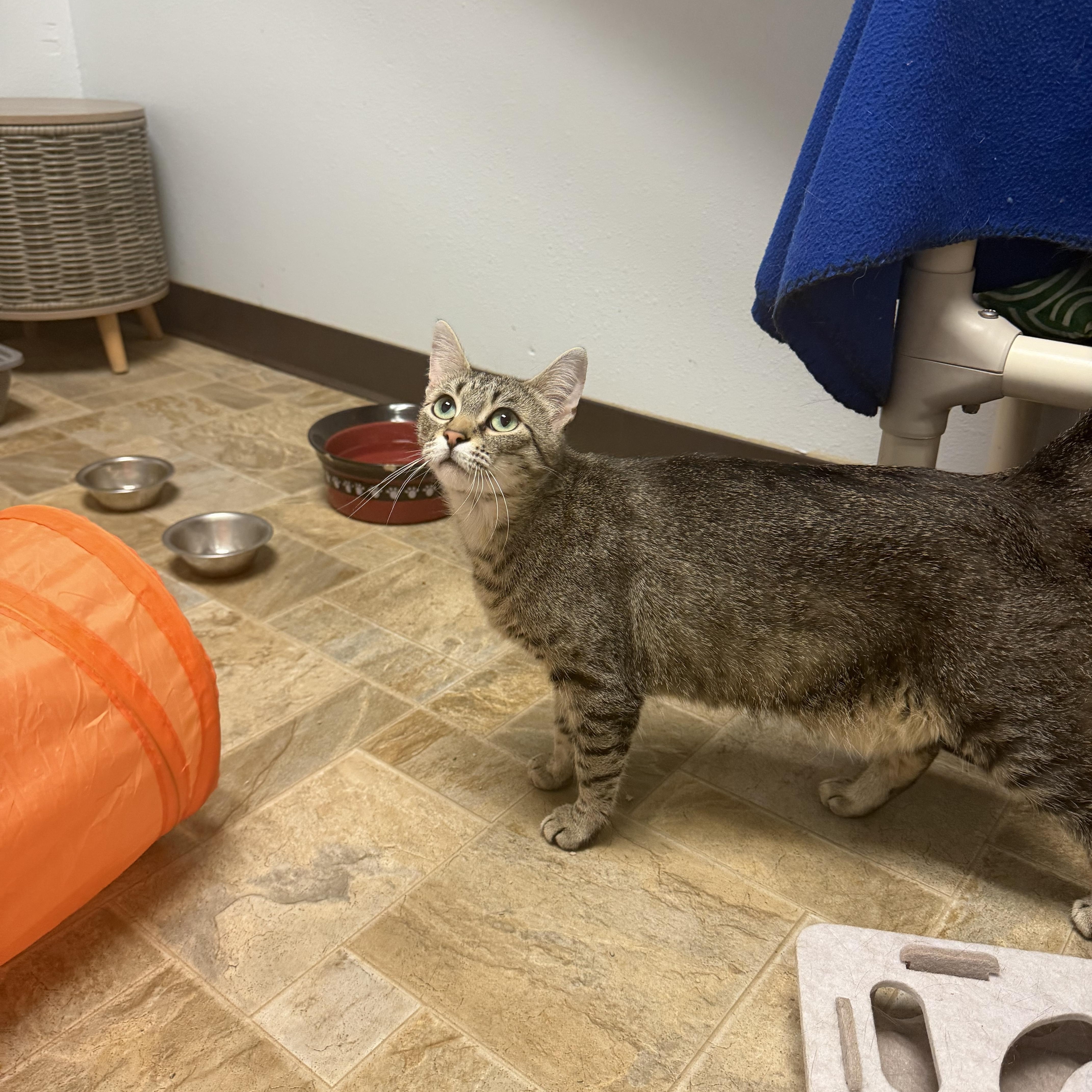 Sunset, a ADOPTABLE Domestic Short Hair in Dodgeville, WI image 3/4