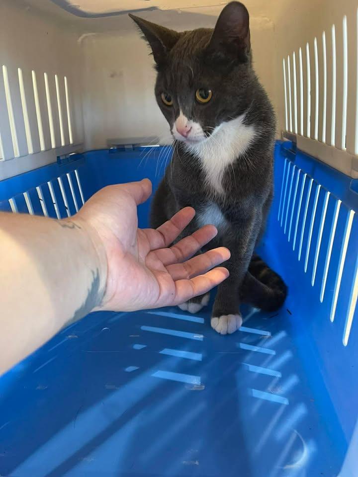 Bigfoot, Adopted, Young Male Domestic Short Hair.
