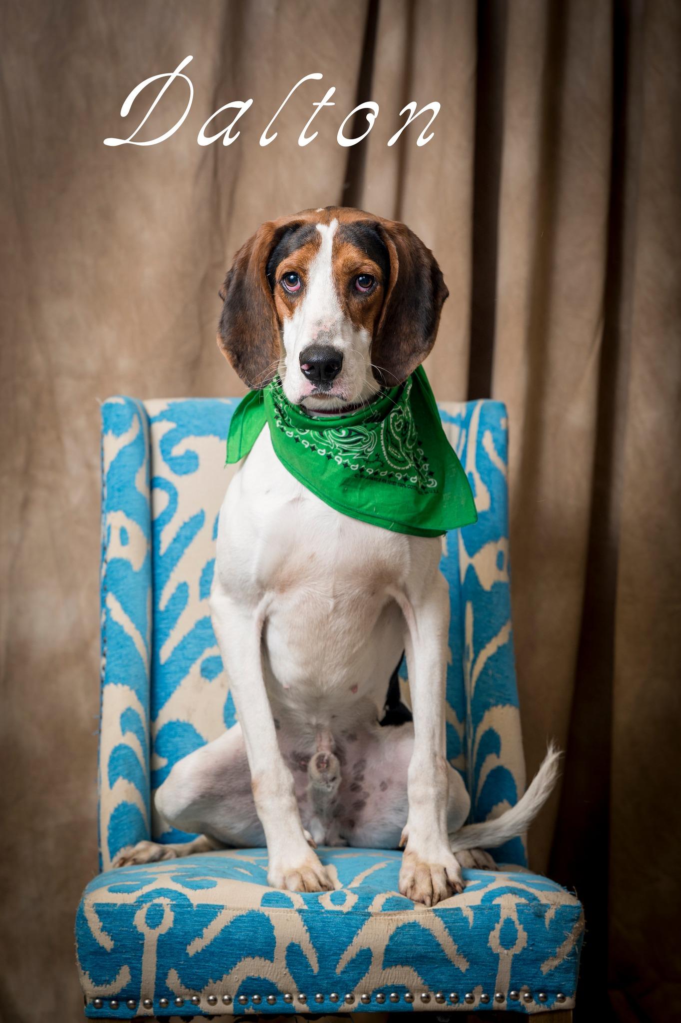 Dalton, adoptable, Adult Male Mixed Breed.