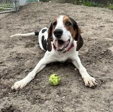 Dalton, an adoptable Mixed Breed in North Myrtle Beach, SC image 4/6