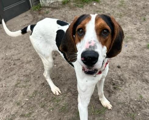 Dalton, an adoptable Mixed Breed in North Myrtle Beach, SC image 2/6